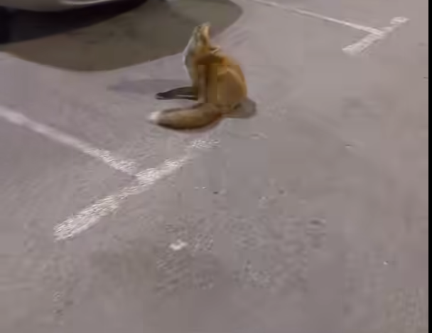 Screenshot 2025-10-15 094305