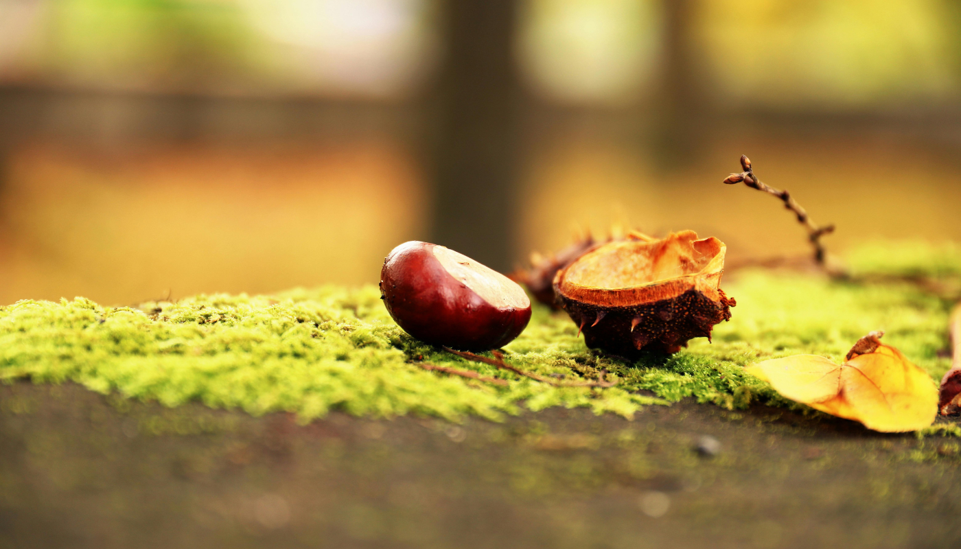 Dizajn bez naslova - 2025-10-29T104037.954