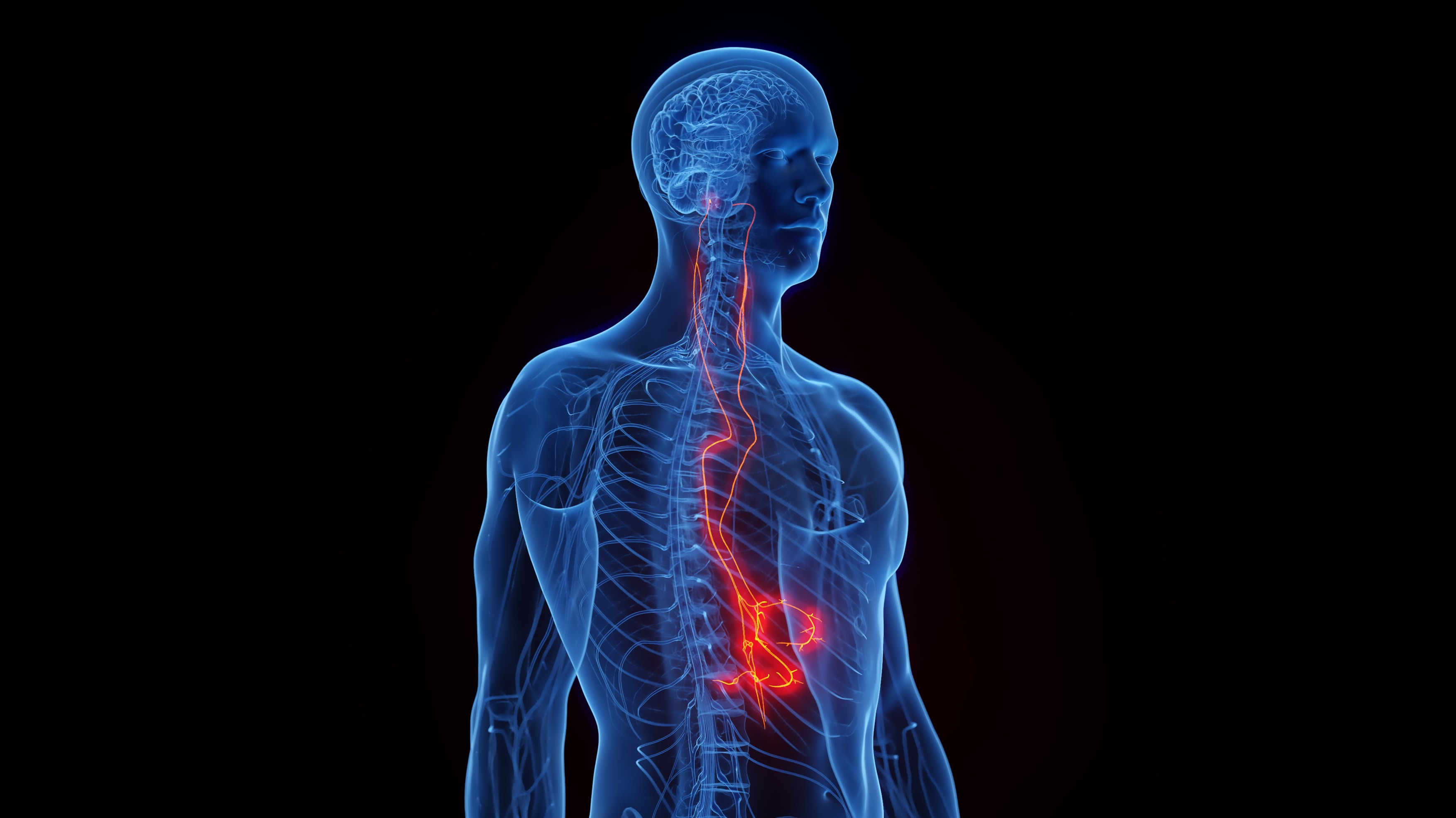 Vagus nerves, illustration.,Image: 972368779, License: Royalty-free, Restrictions: , Model Release: no, Credit line: 3DMEDISPHERE / Sciencephoto / Profimedia