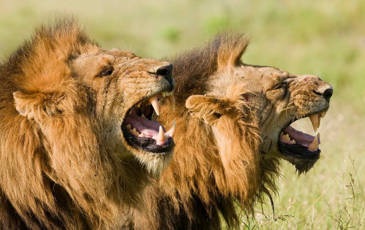 Screenshot 2025-11-12 153536