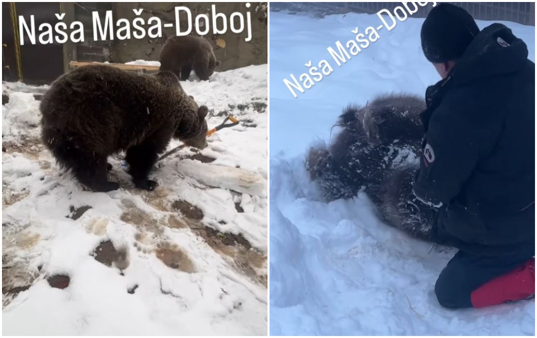 maša i ljubica mede