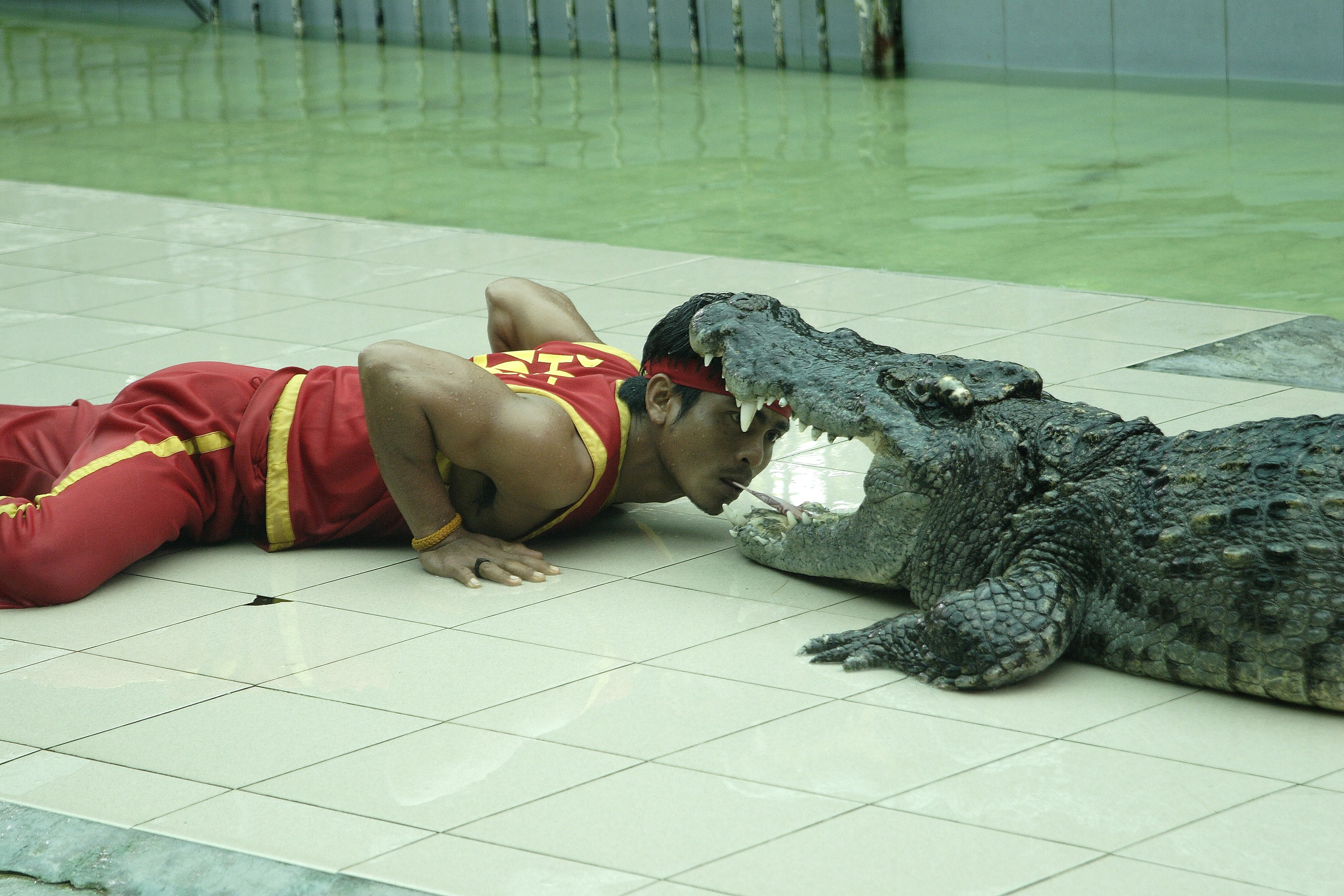Crocodile show in the zoo of Phuket, Thailand