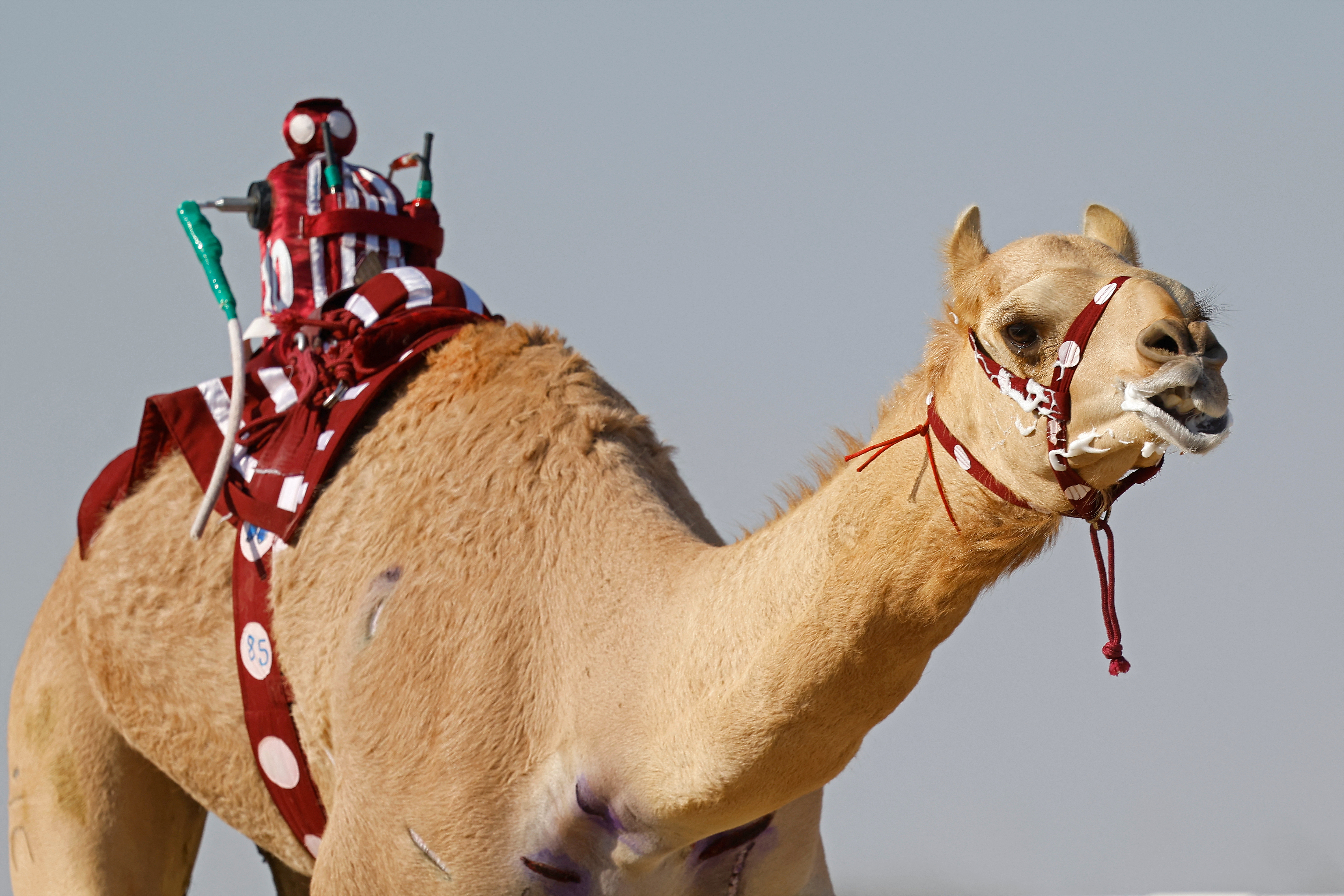 A camel equipped with a robot jockey races during an event organised by the Qatar Camel Racing Organising Committee in Al-Shahaniya, about 40km west of Doha, on January 22, 2025. (Photo by Karim JAAFAR / AFP)