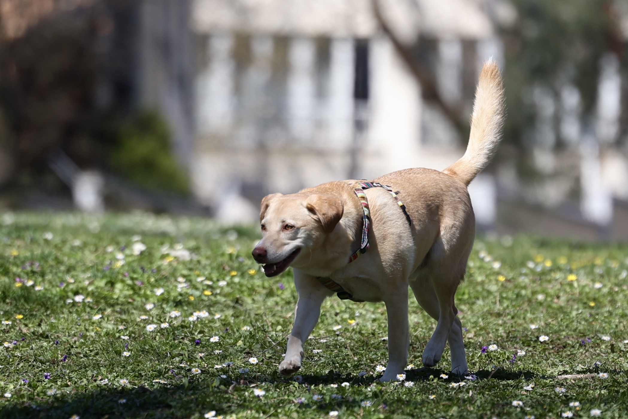 sarajevo ulica setaci proljece