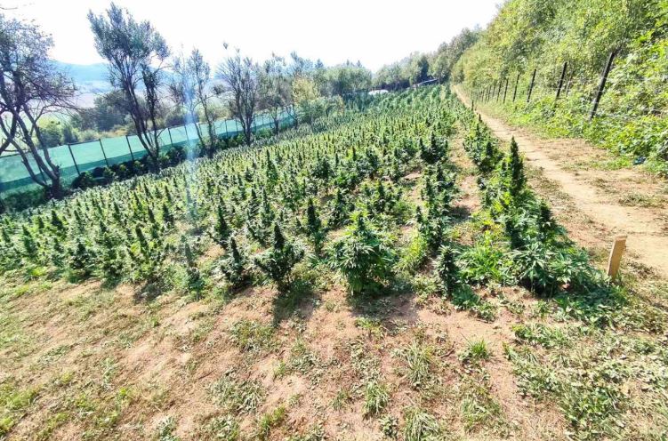 plantaža marihunae kanabis canabis teocak
