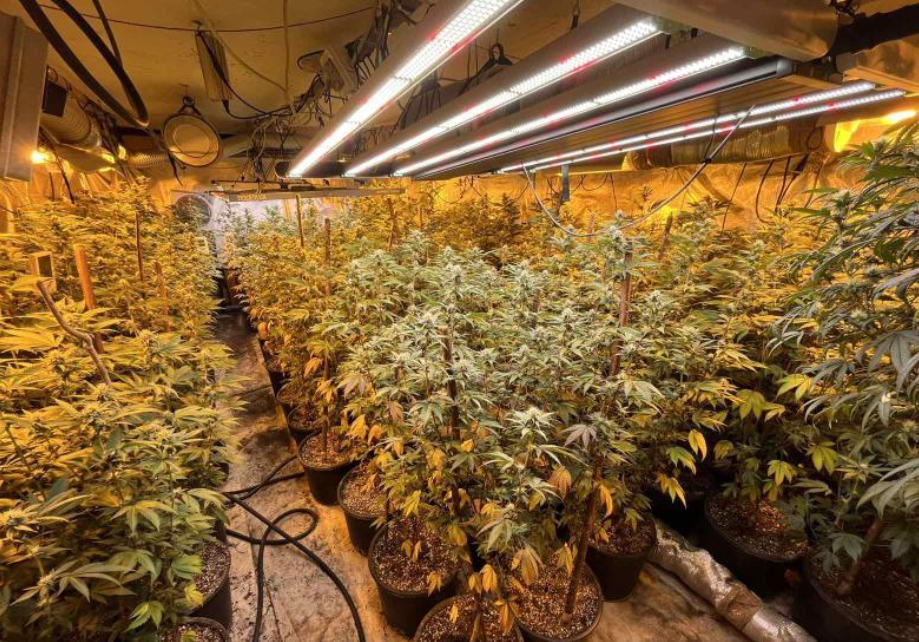 akcija-koko-marihuana-Snimka-zaslona-2025-04-03-111235