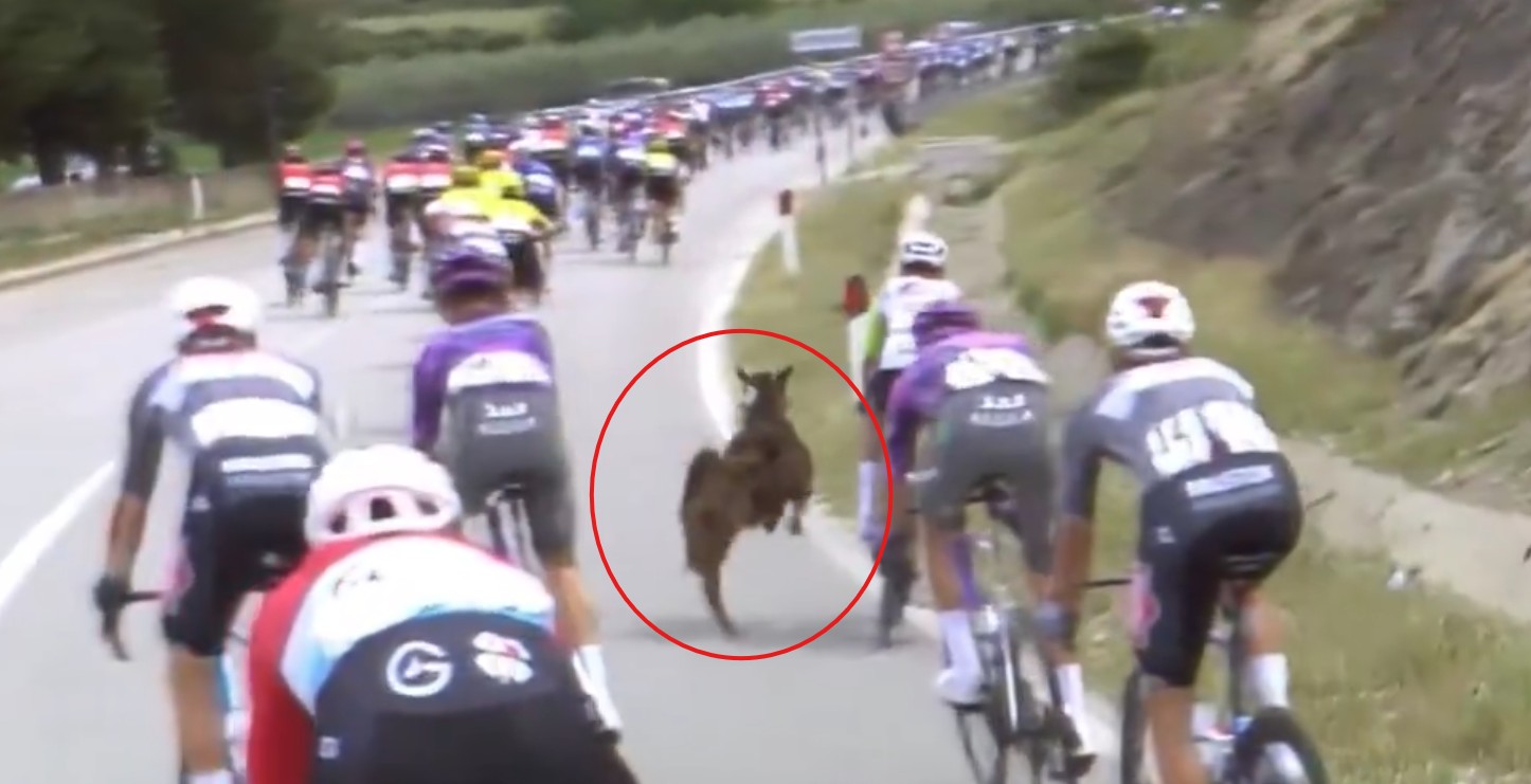 1746999037-Albanija-koza-Giro-dItalia