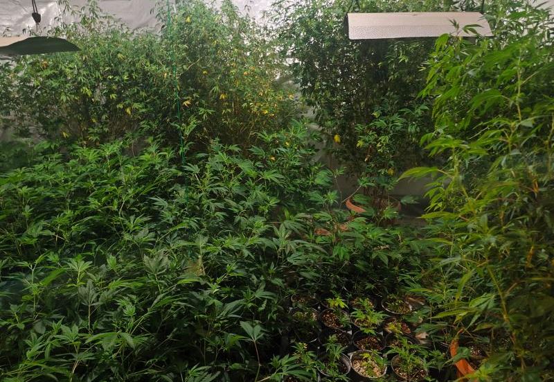 laboratorija marihuana ks