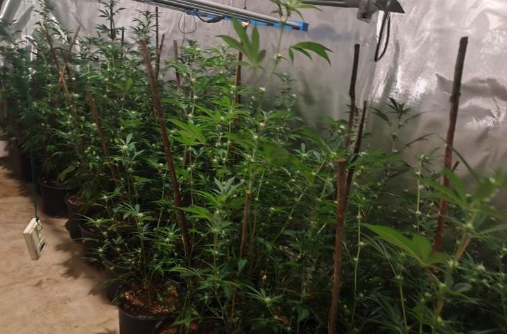 laboratorija marihuana ks1