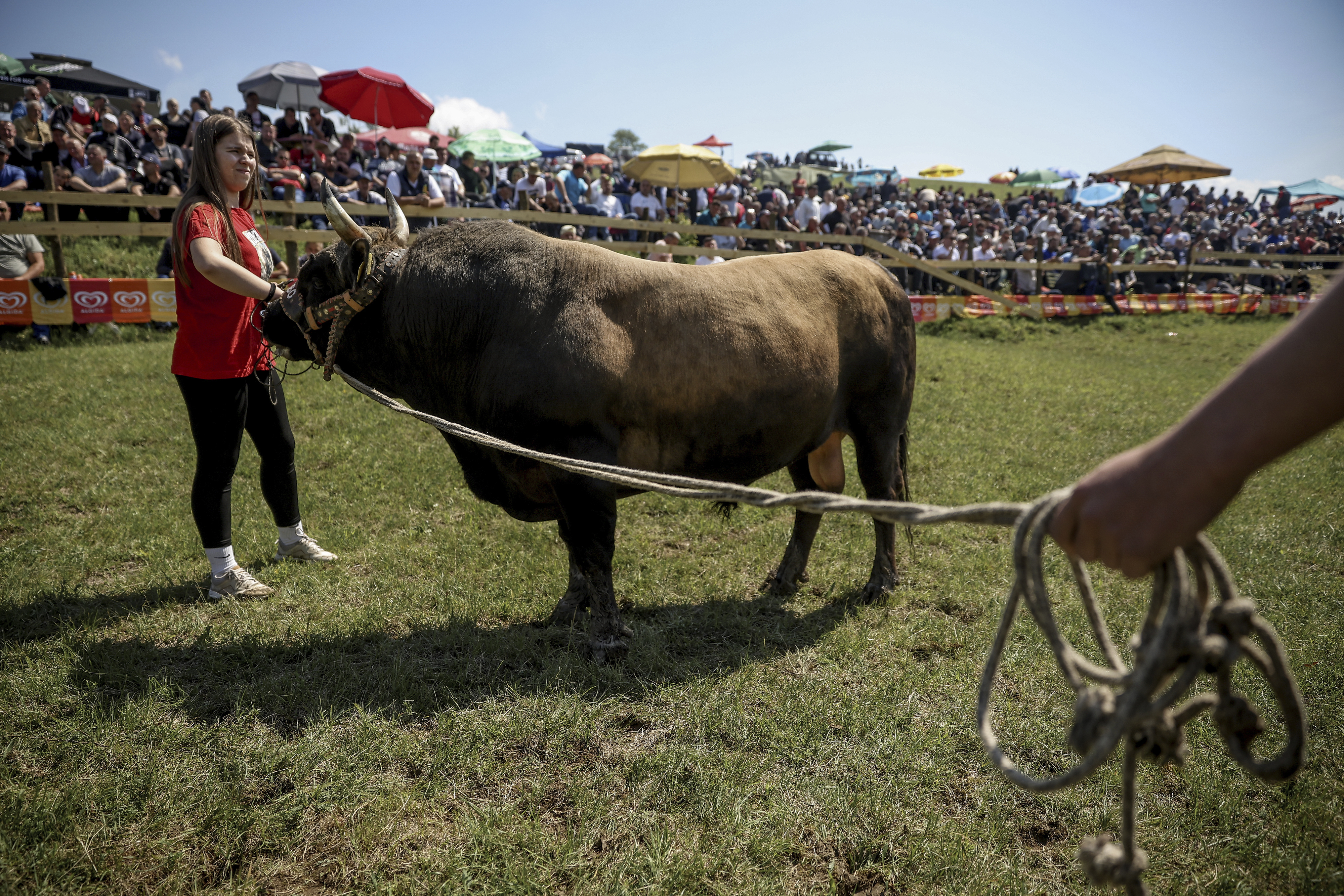 Bosnia Bullfighting Girl