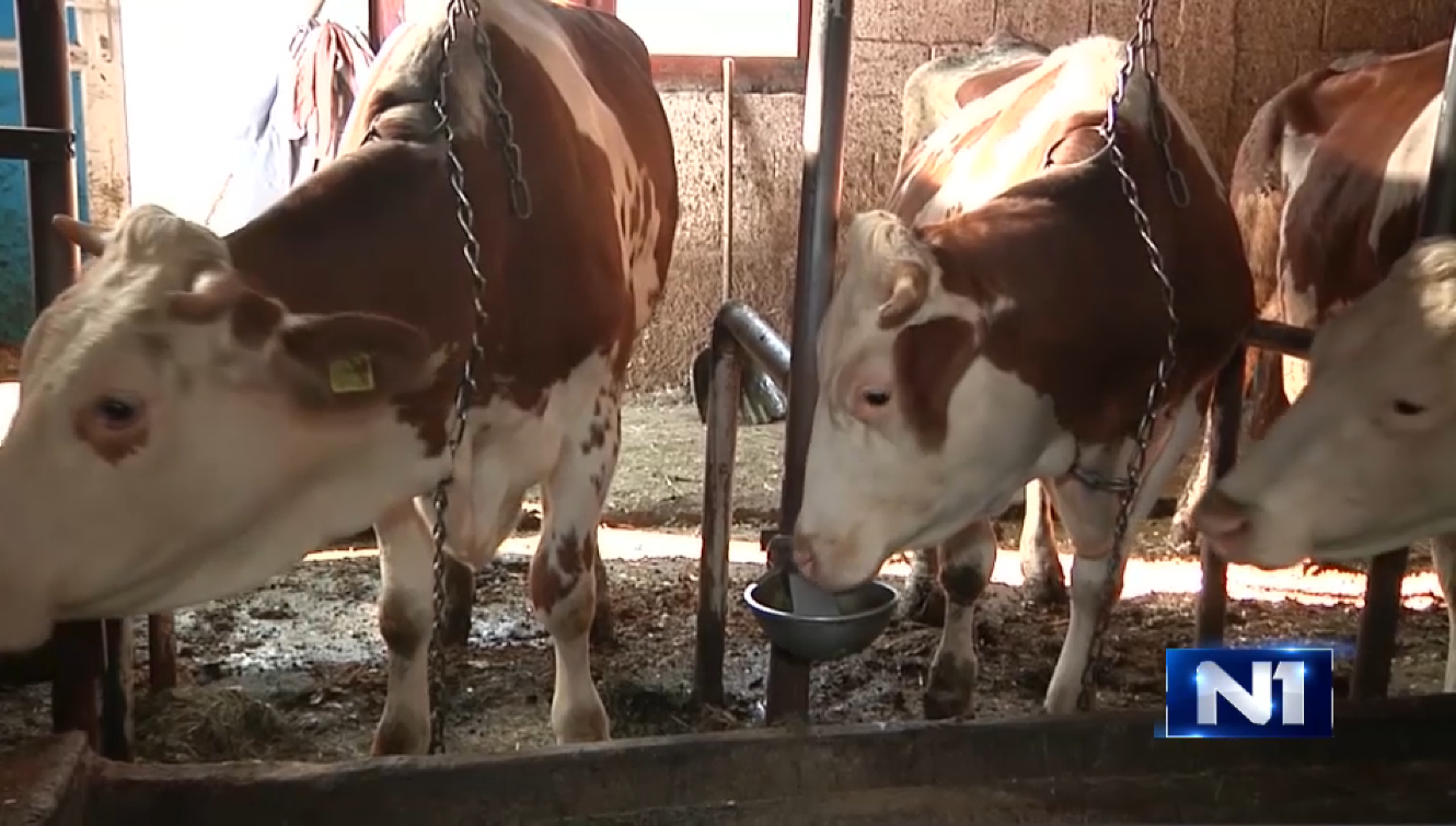 krave farma mljekari proizvodnja mlijeka