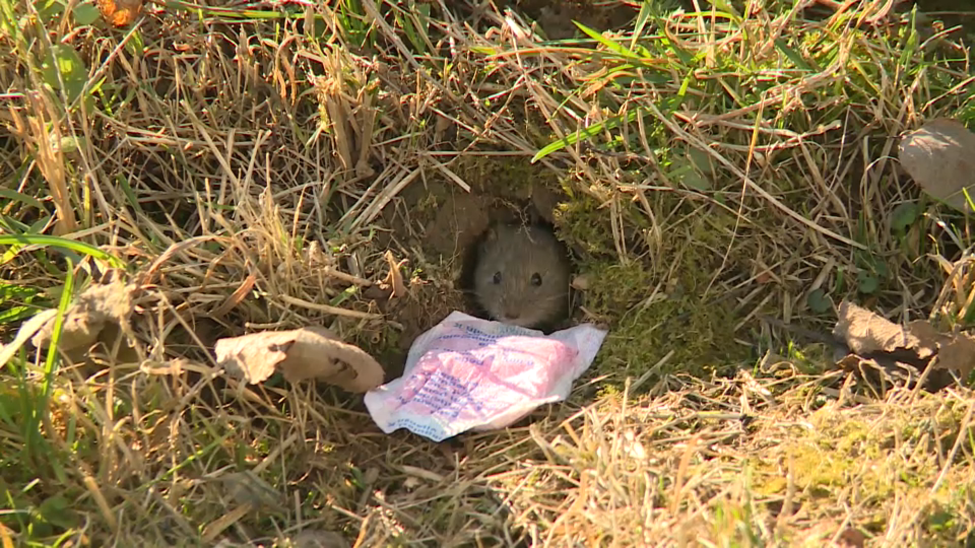 misevi dderatizacija