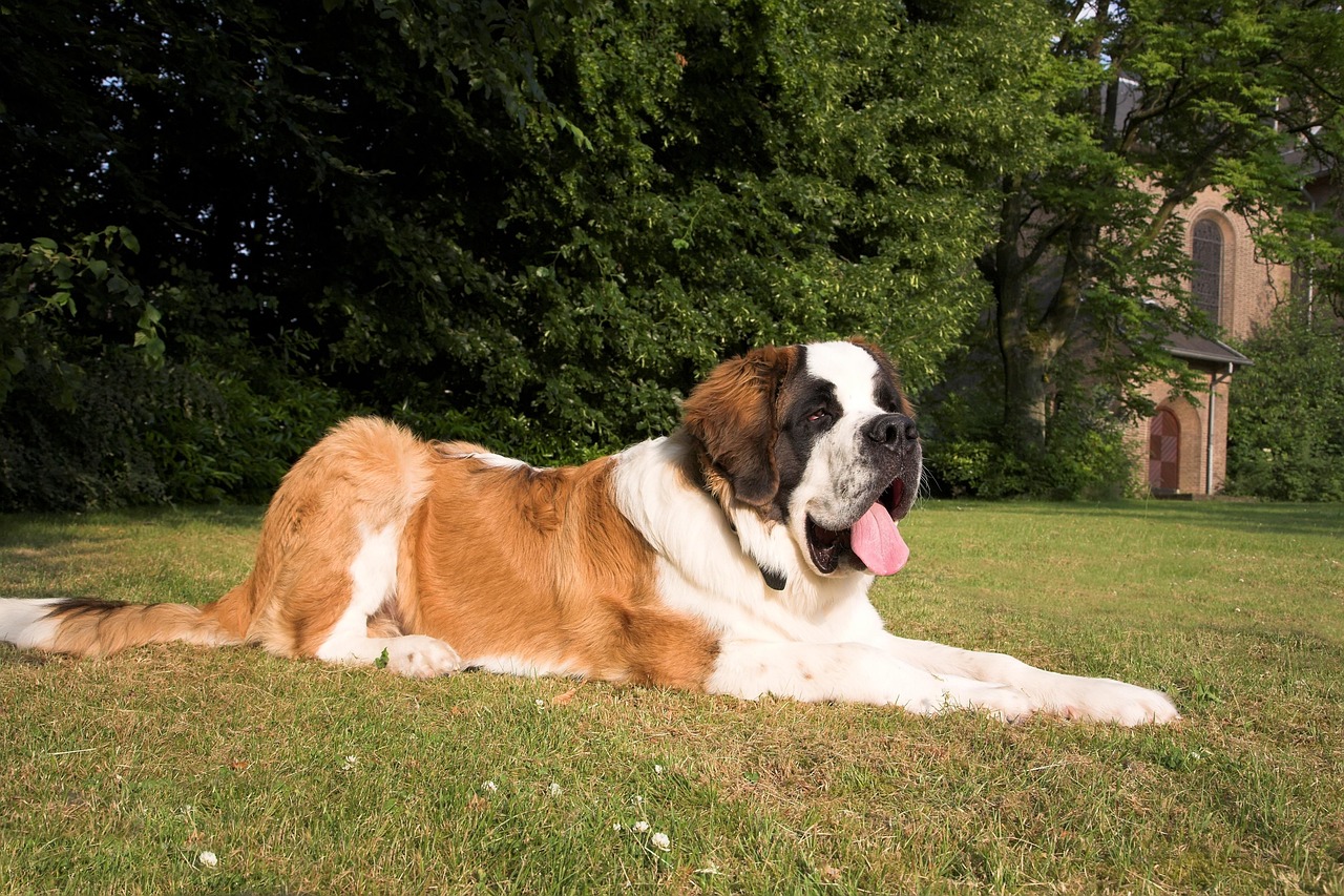 saint-bernard-1040956_1280