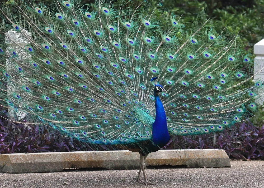 1754575022_Paun_shutterstock_241.format-webp.width-1200