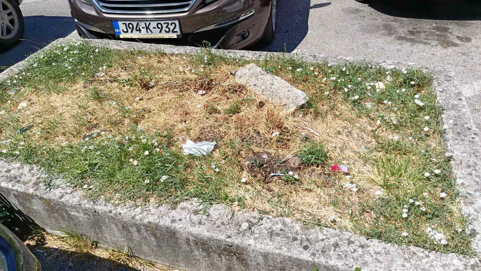 Mostar sječa stabala