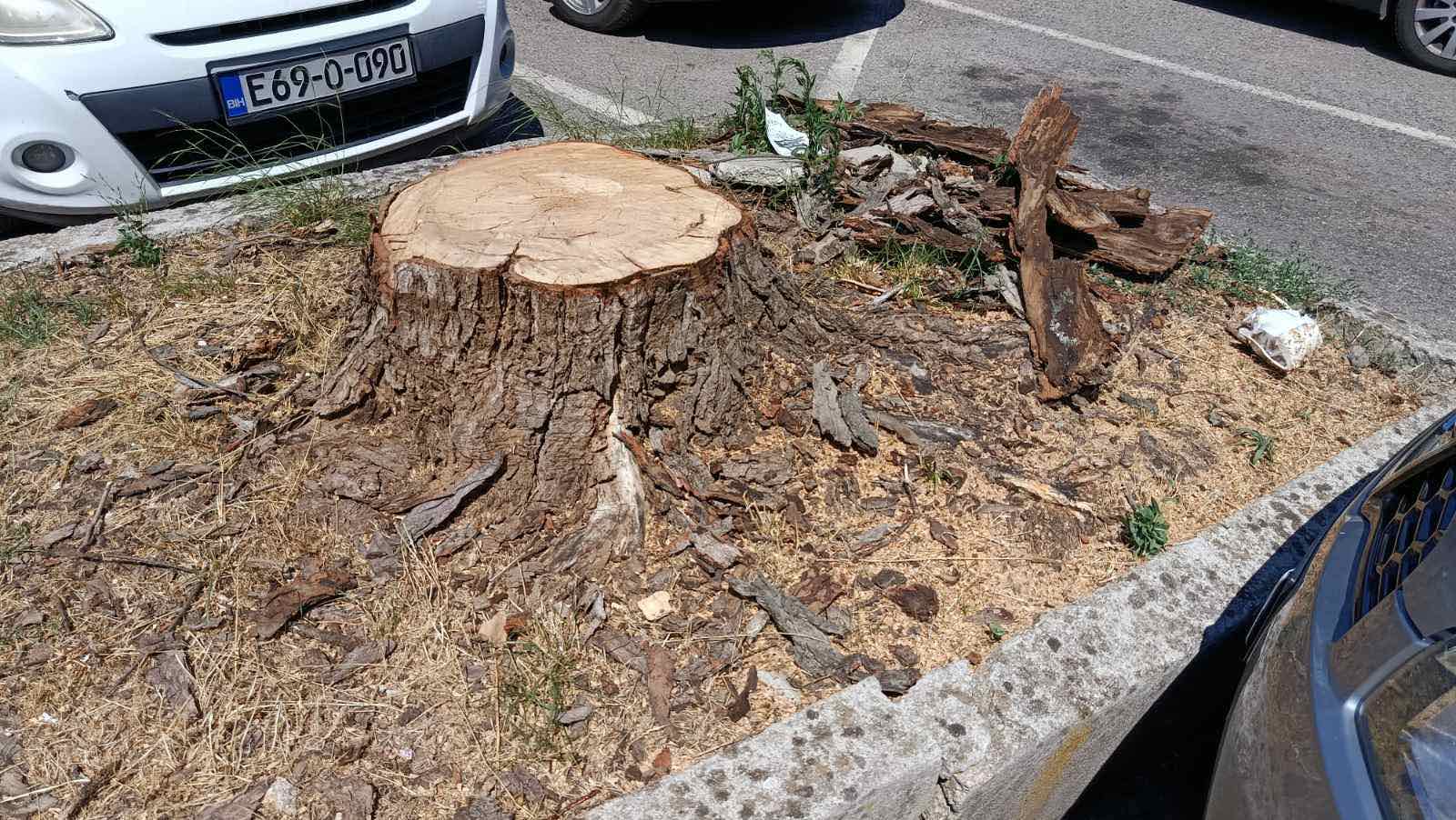 Mostar sječa stabala