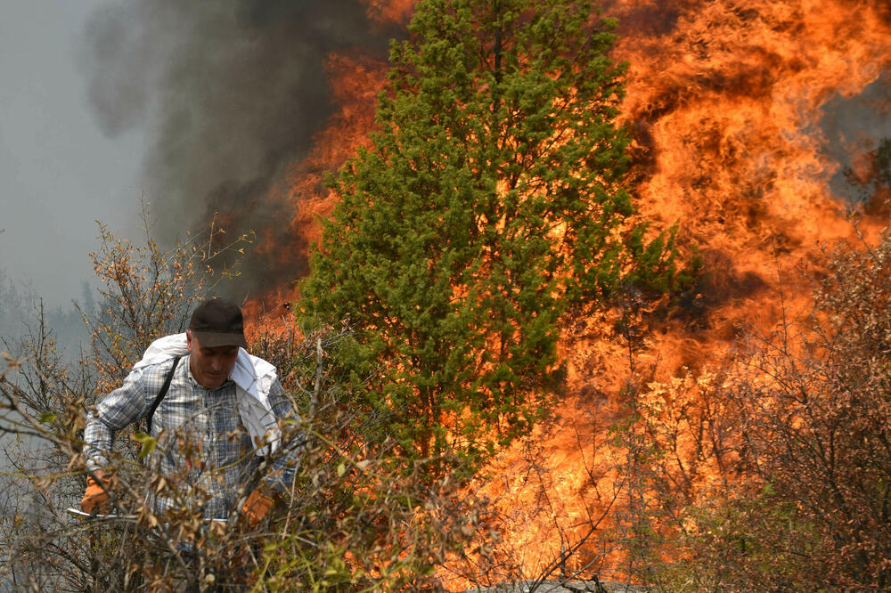 5665038_pozar-tojedj-dinosa-2_ls