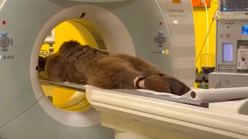 63149492-medvjed-okan-na-ct-u