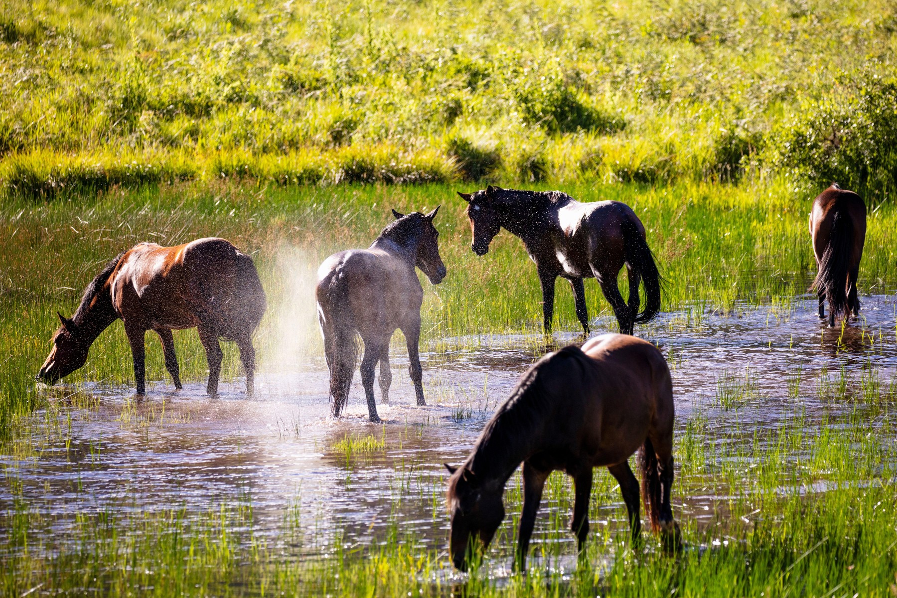 Image: 982382185, License: Rights-managed, Restrictions: