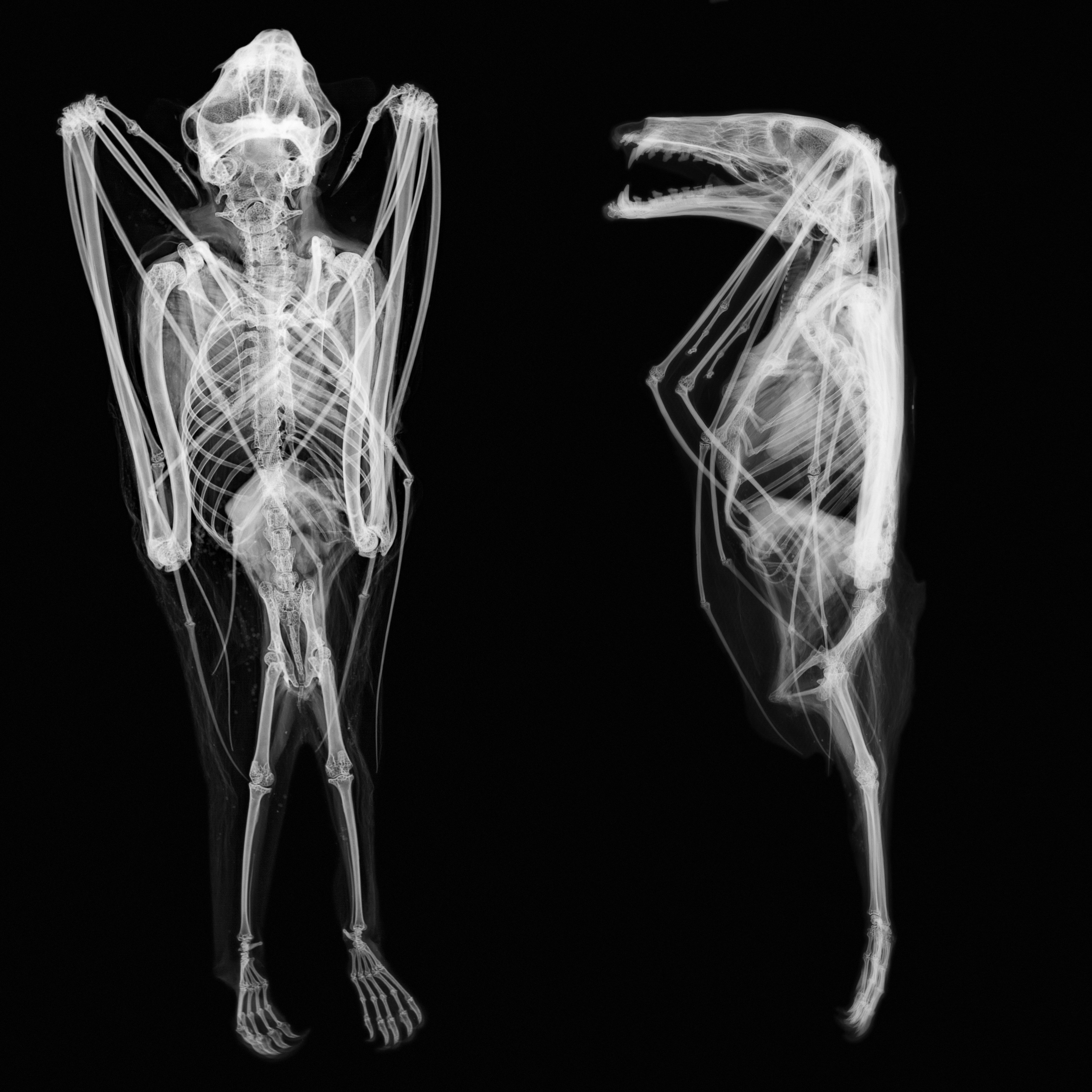 Bat, lateral X-ray.,Image: 367654592, License: Rights-managed