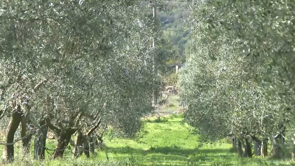 U masliniku školskih sestara franjevki u Bijelom Polju ovih dana sve je u znaku berbe