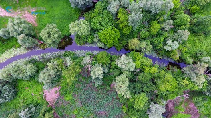 Aerial view of a lush green forest with dense foliage and a winding river, suggesting a vibrant natural landscape as seen on October 21, 2026.