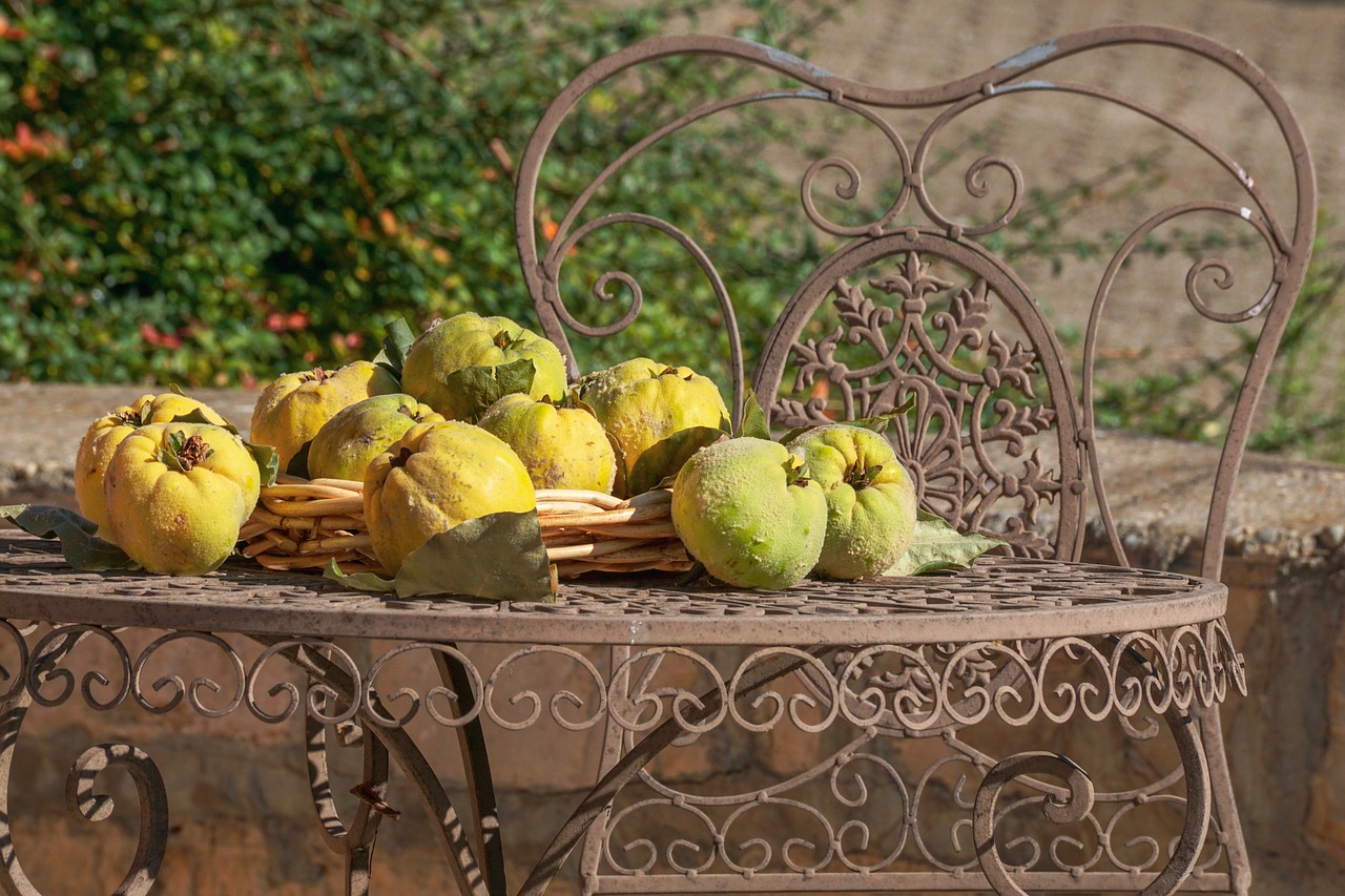 Yellow quinces, also known as "dunja," on a decorative wrought iron table outdoors, with a backdrop of greenery.