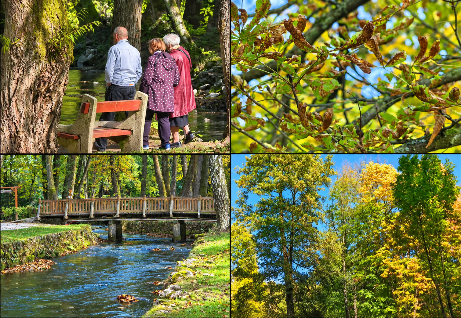 Autumn Park Scenes by the Stream