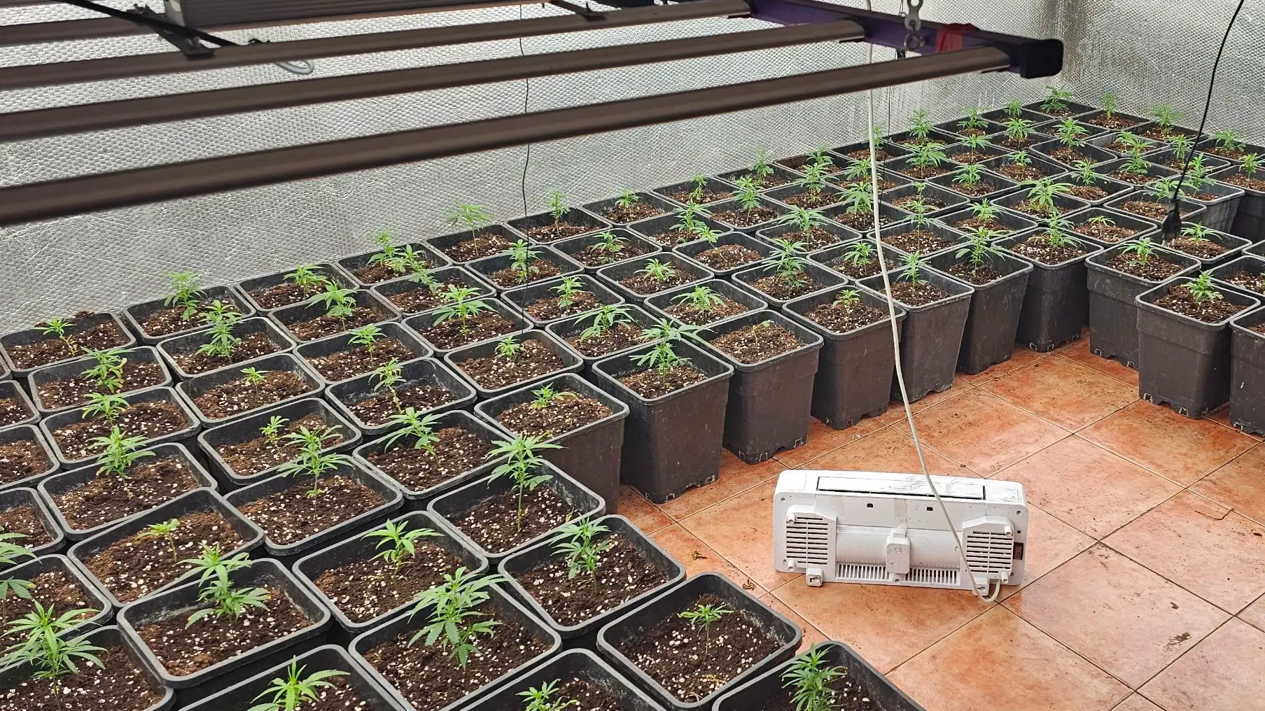 marihuana europol.webp