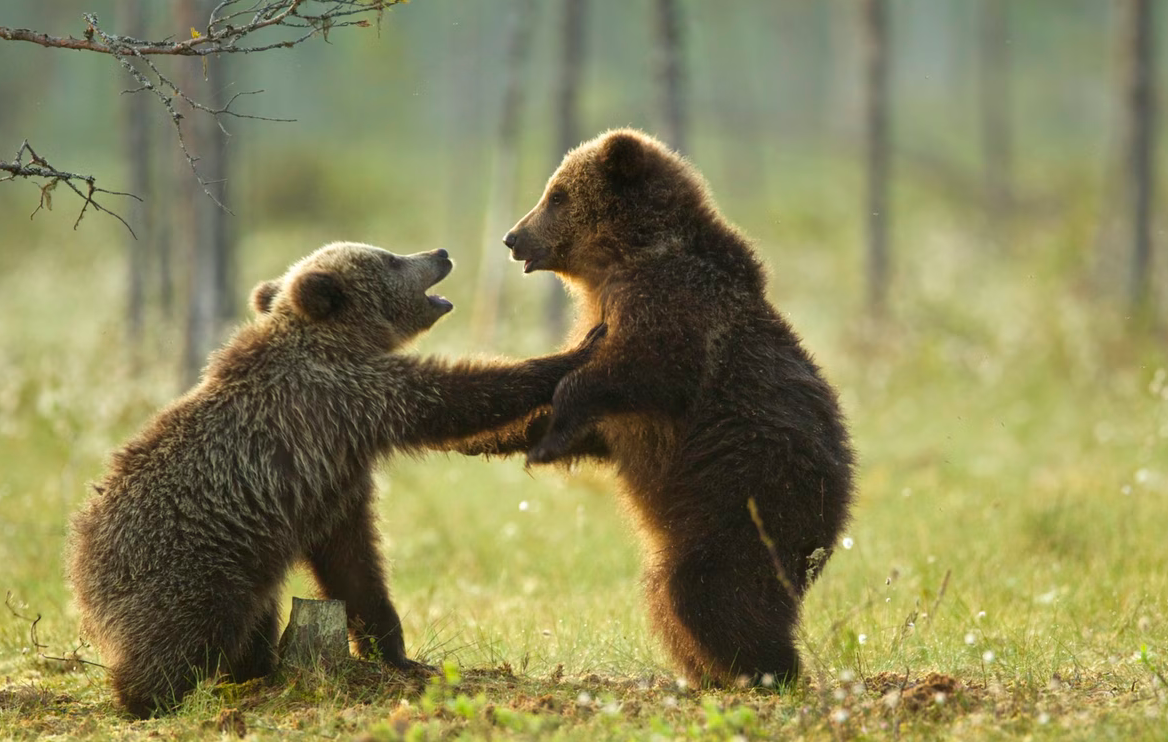 Screenshot 2026-02-17 163853