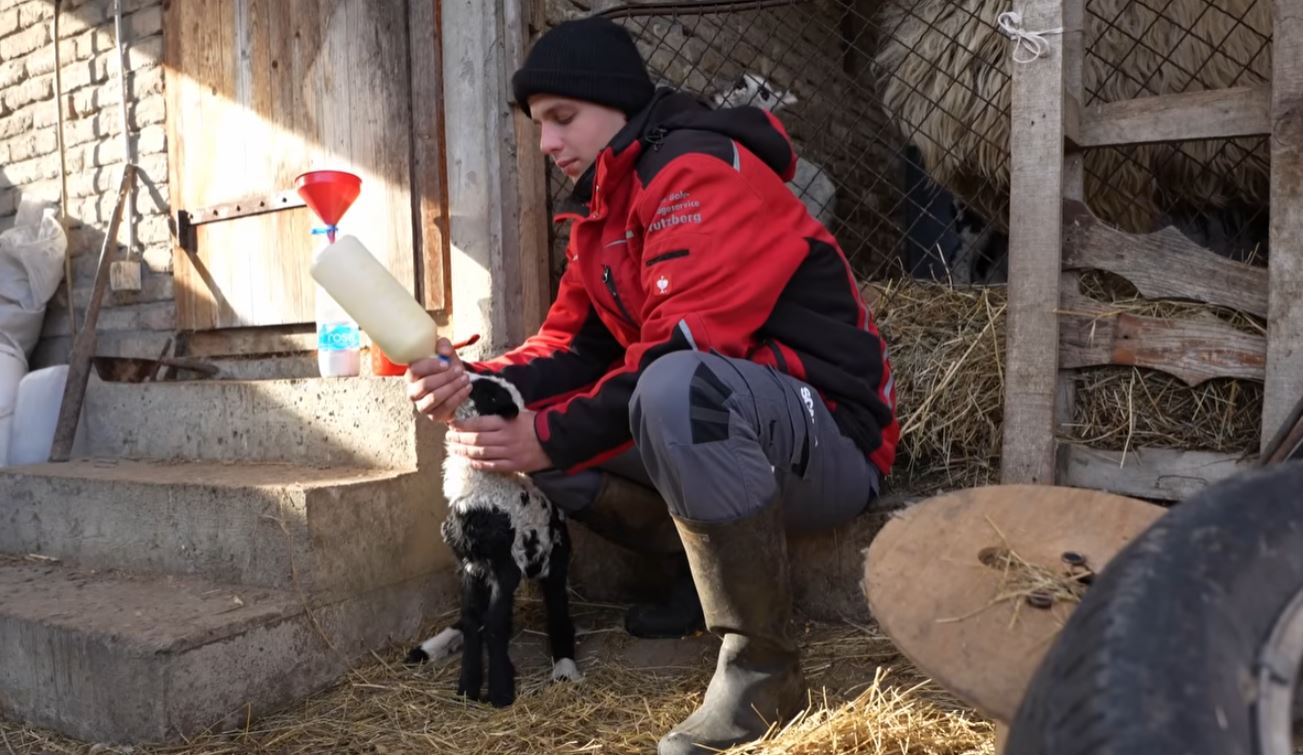 Miloš Škorić živi u šatoru i čuva 300 ovaca