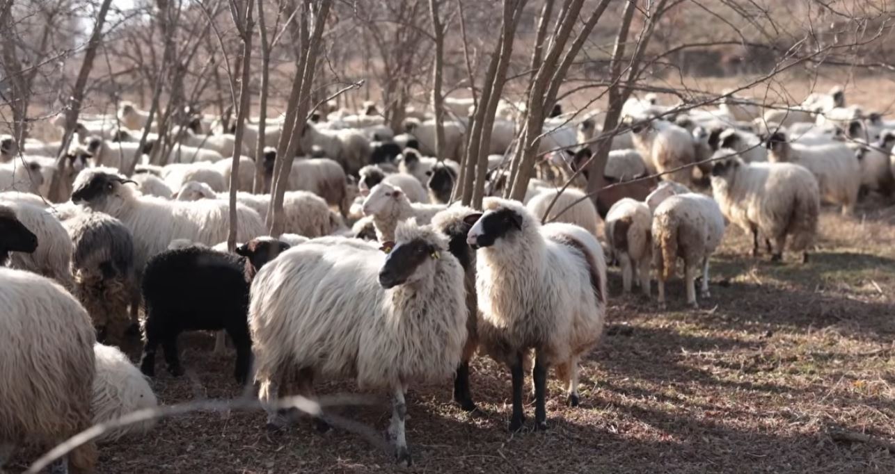 Miloš Škorić živi u šatoru i čuva 300 ovaca