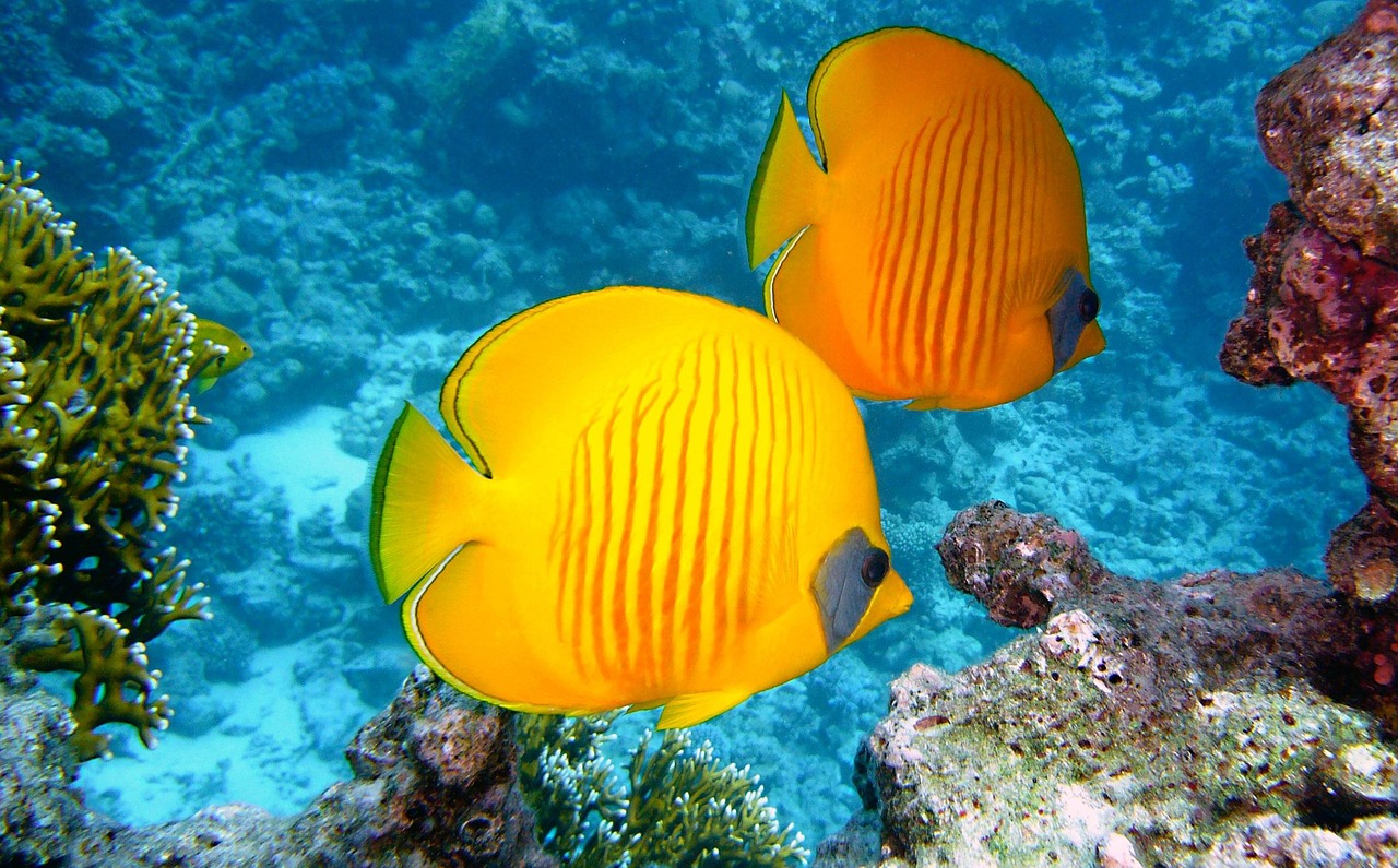 joakant-lemon-butterflyfish-380037_1280