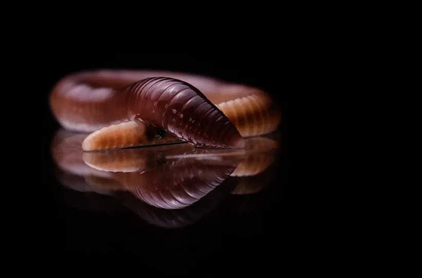 Screenshot 2026-03-01 124614