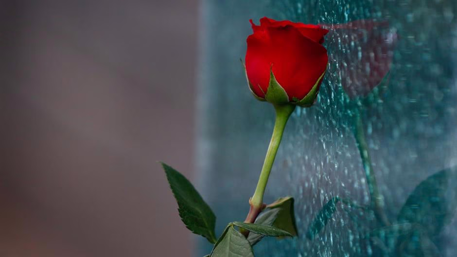 20180205-2-28520560-30468439-183.format-avif.width-1200