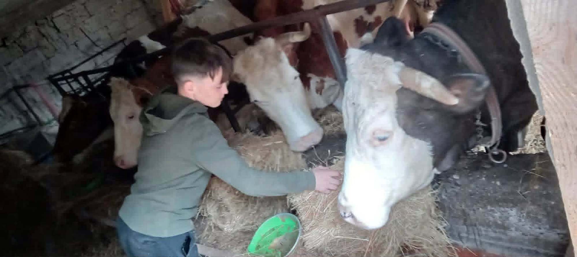 Salmir namiruje krave.jpg