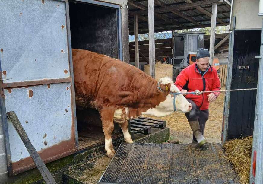 junica za zilhada hodzoca