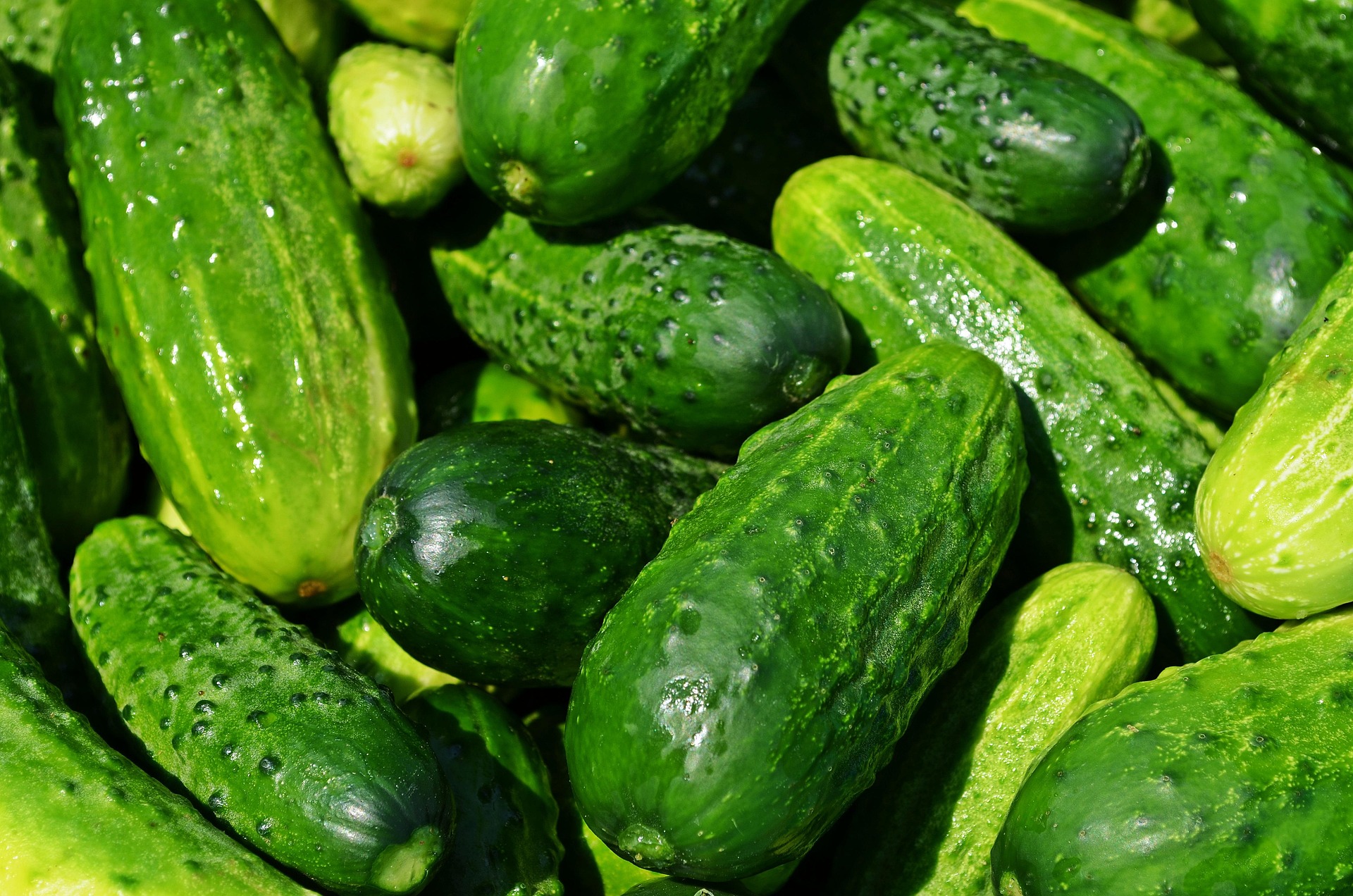 krzys16-cucumbers-849269_1920