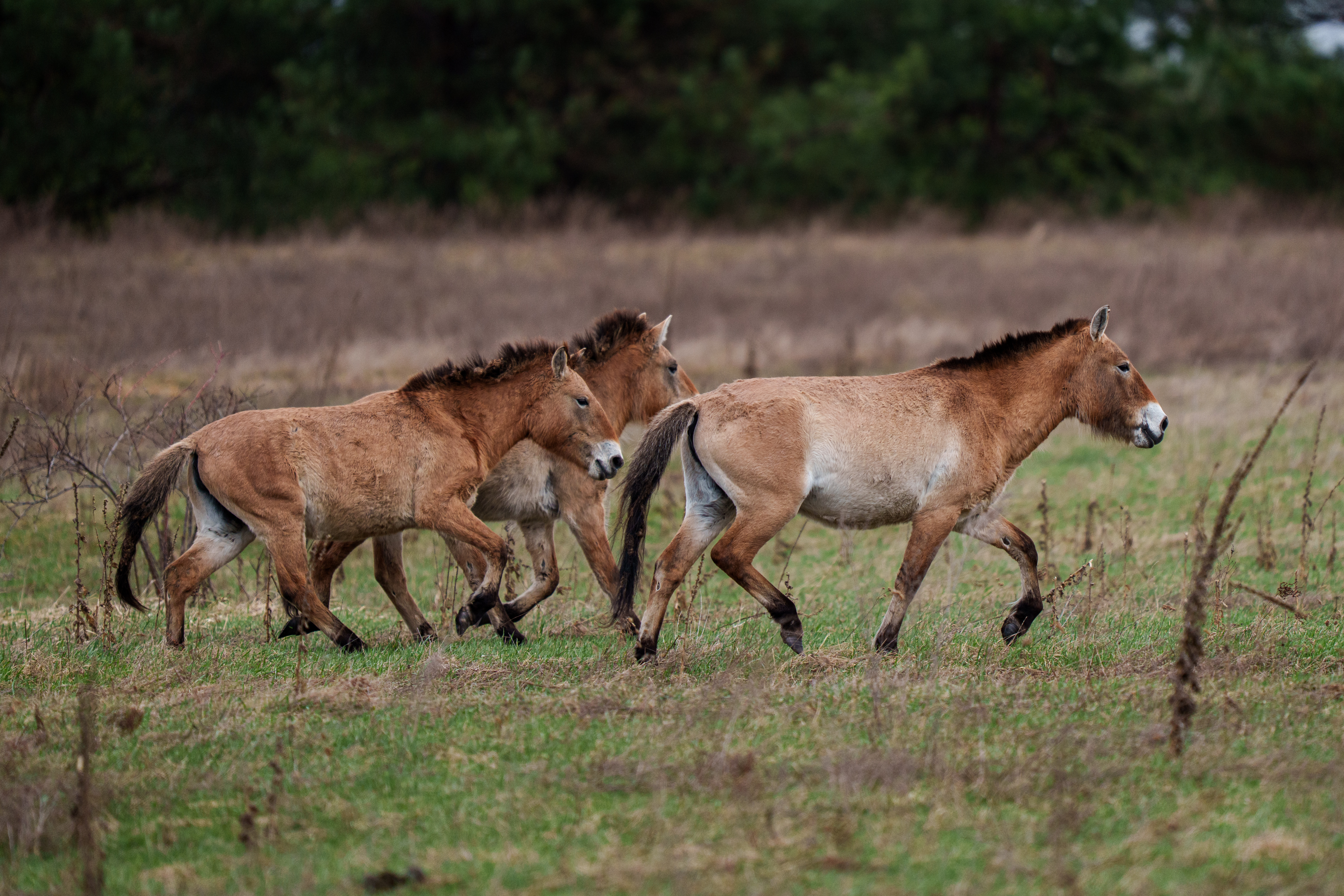 Wild Przewalski horses graze in a forest inside the Chernobyl exclusion zone, Ukraine, Wednesday, April 8, 2026. Chornobyl is the Ukrainian name for the city. (AP Photo/Evgeniy Maloletka)