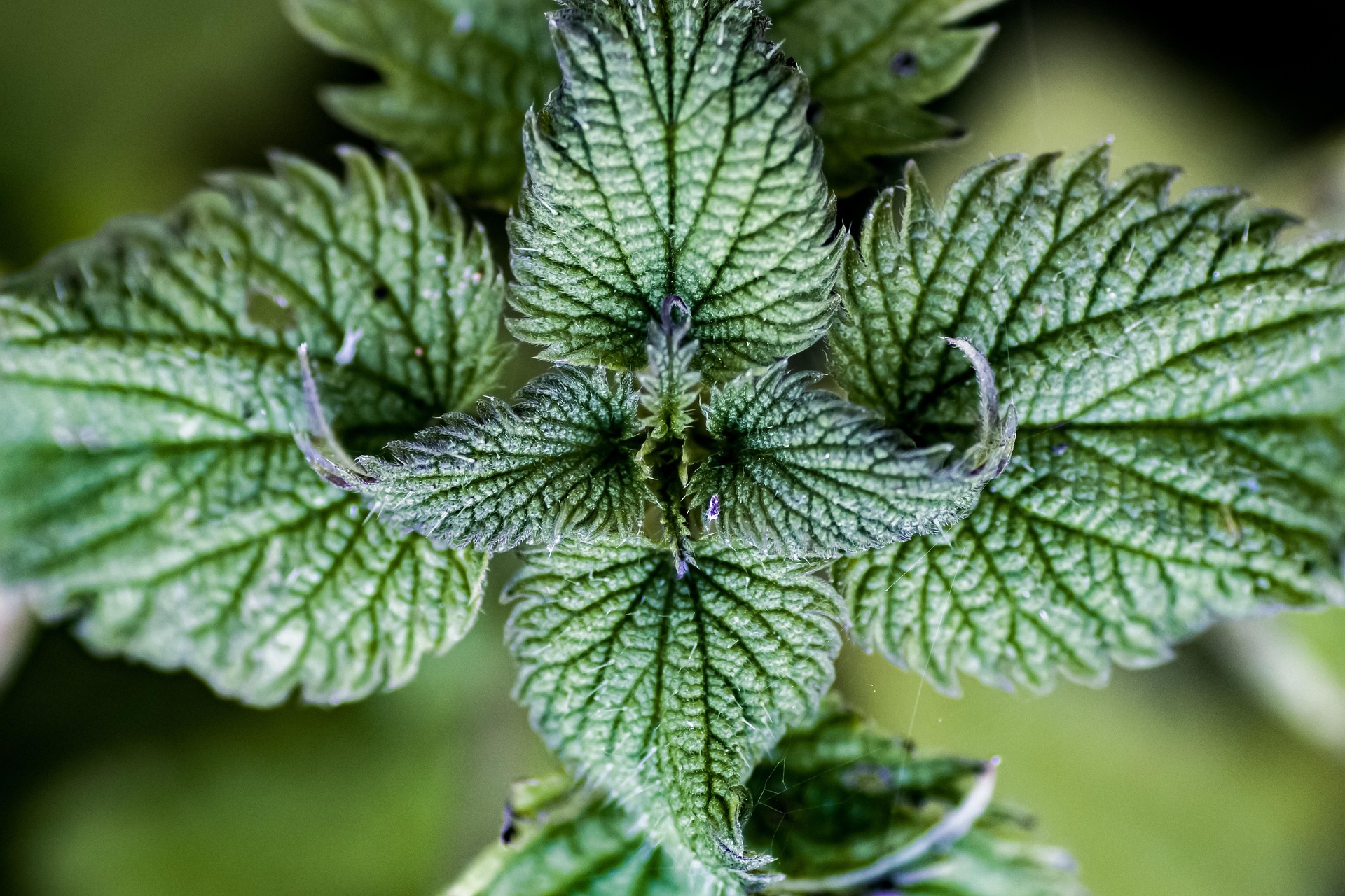 snibl111-nettle-6790630_1920