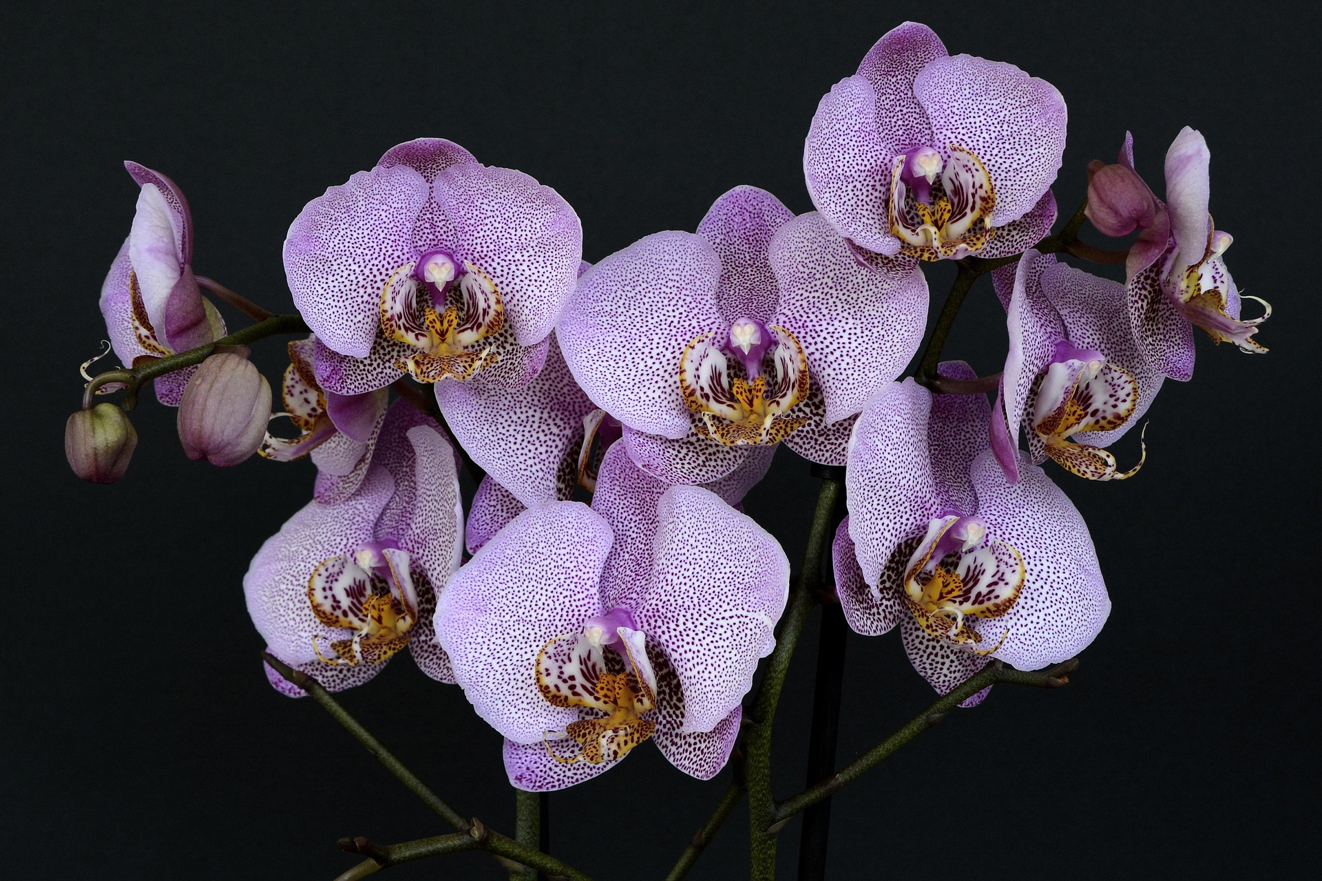 anncapictures-orchids-1528330_1920