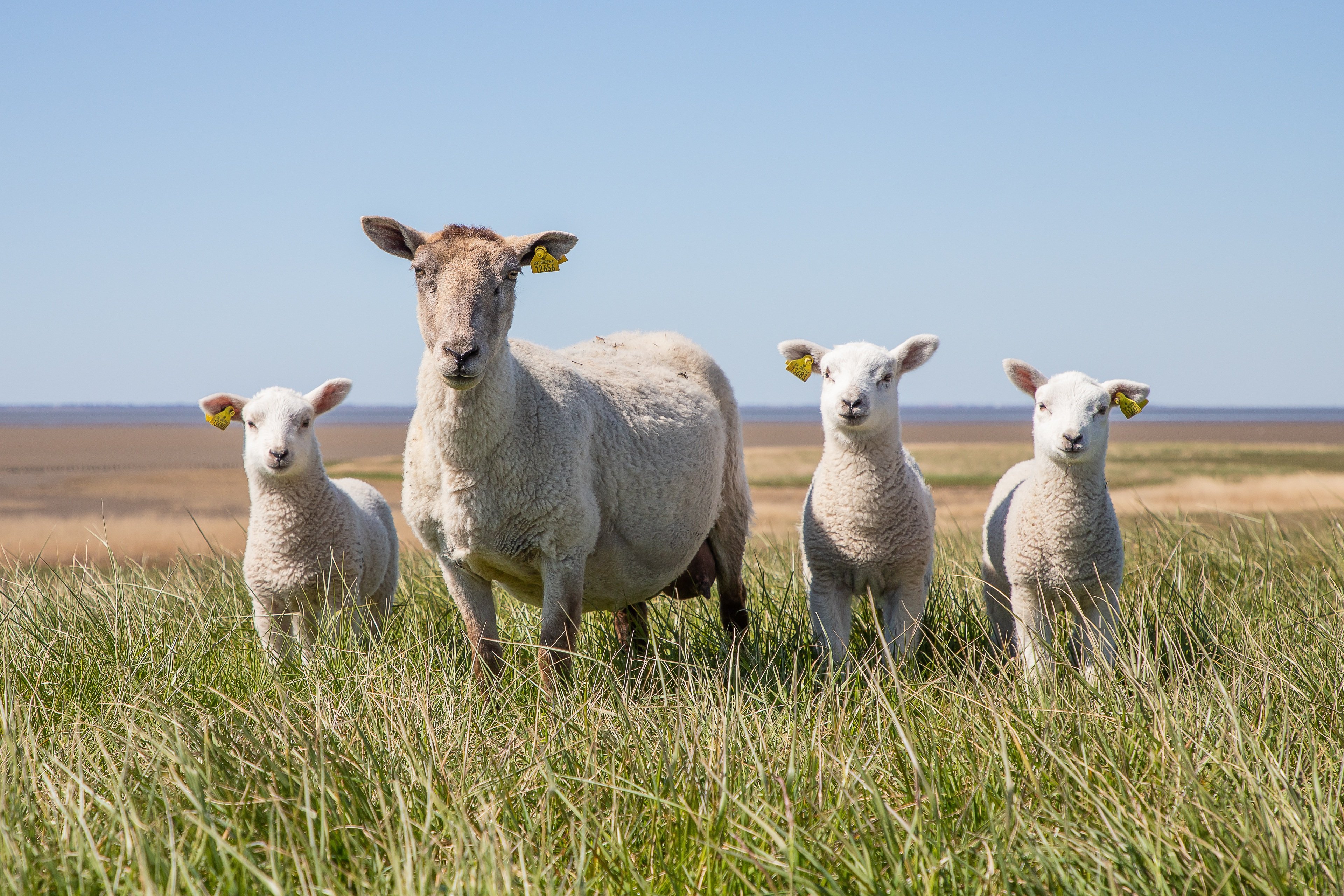 vinding-sheep-5078377