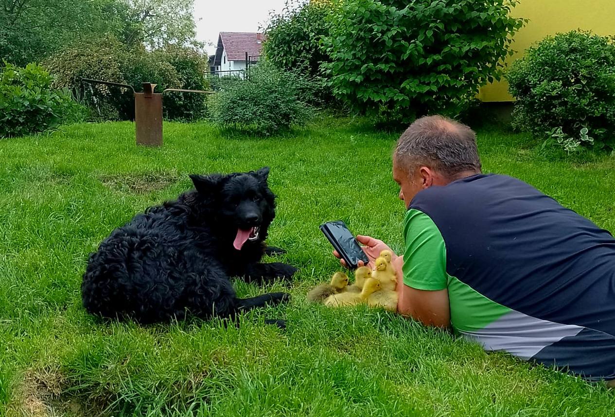dule i hrvoje