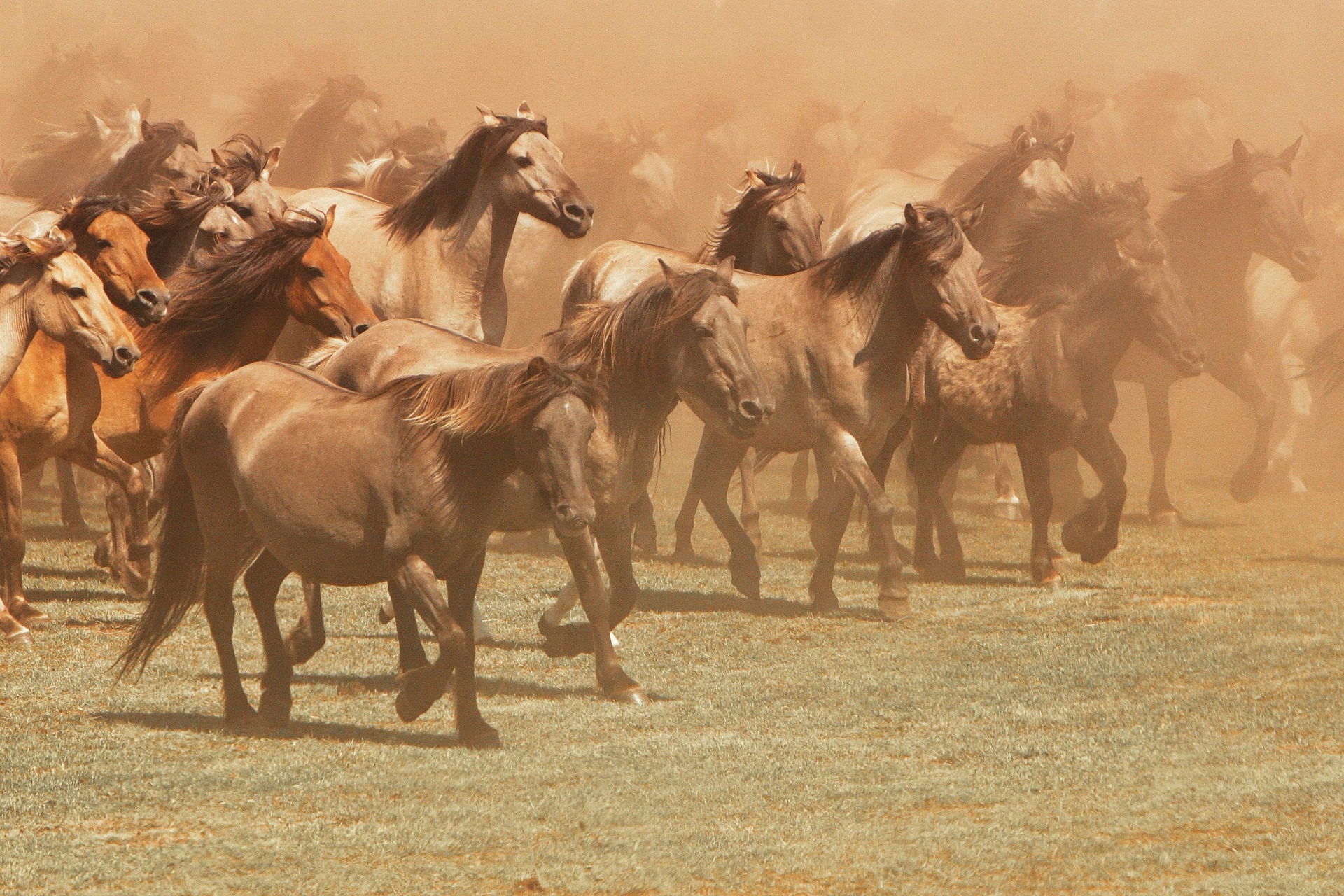 iwolf-horse-4697809_1920