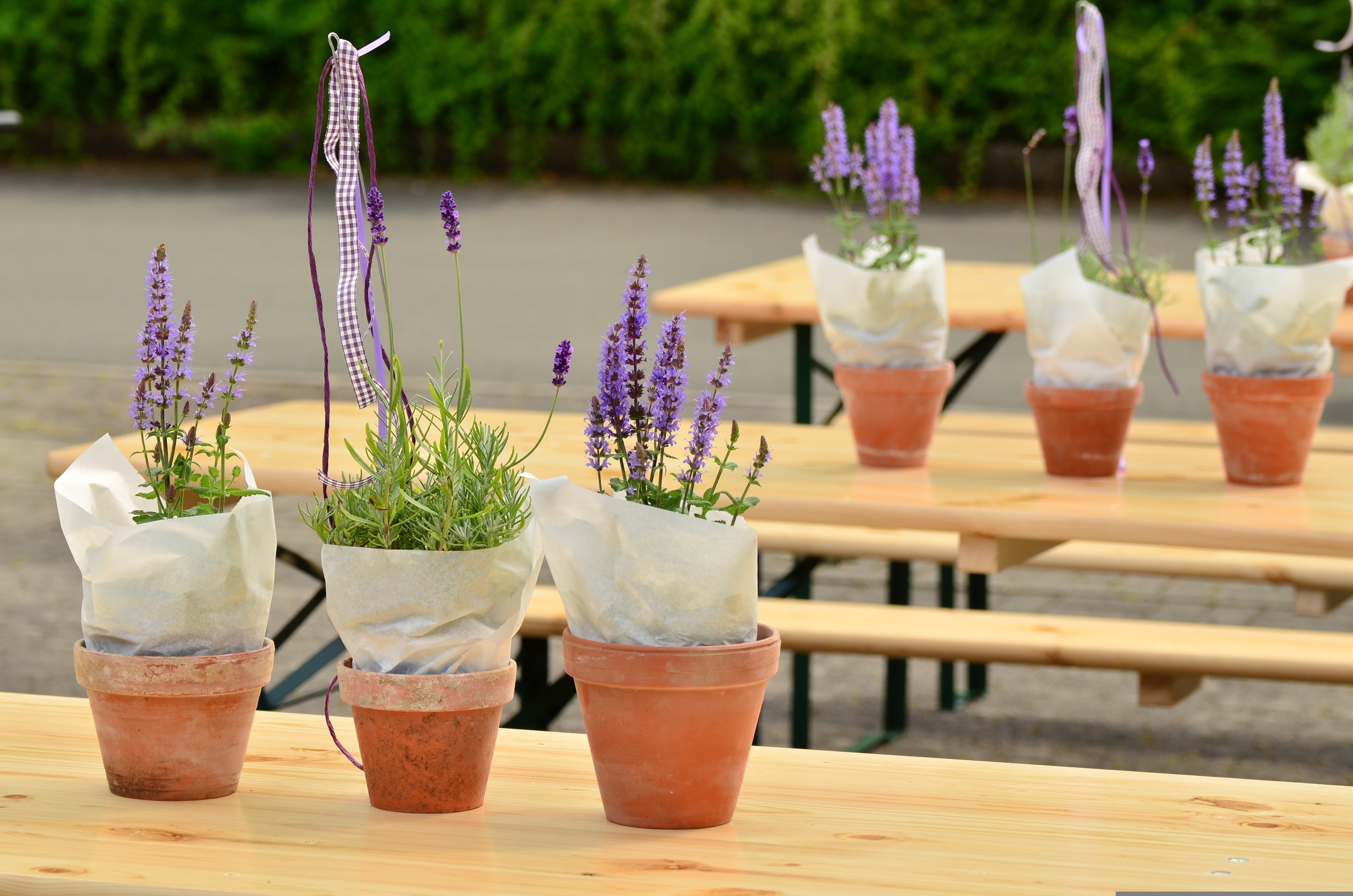 congerdesign-lavender-1506506