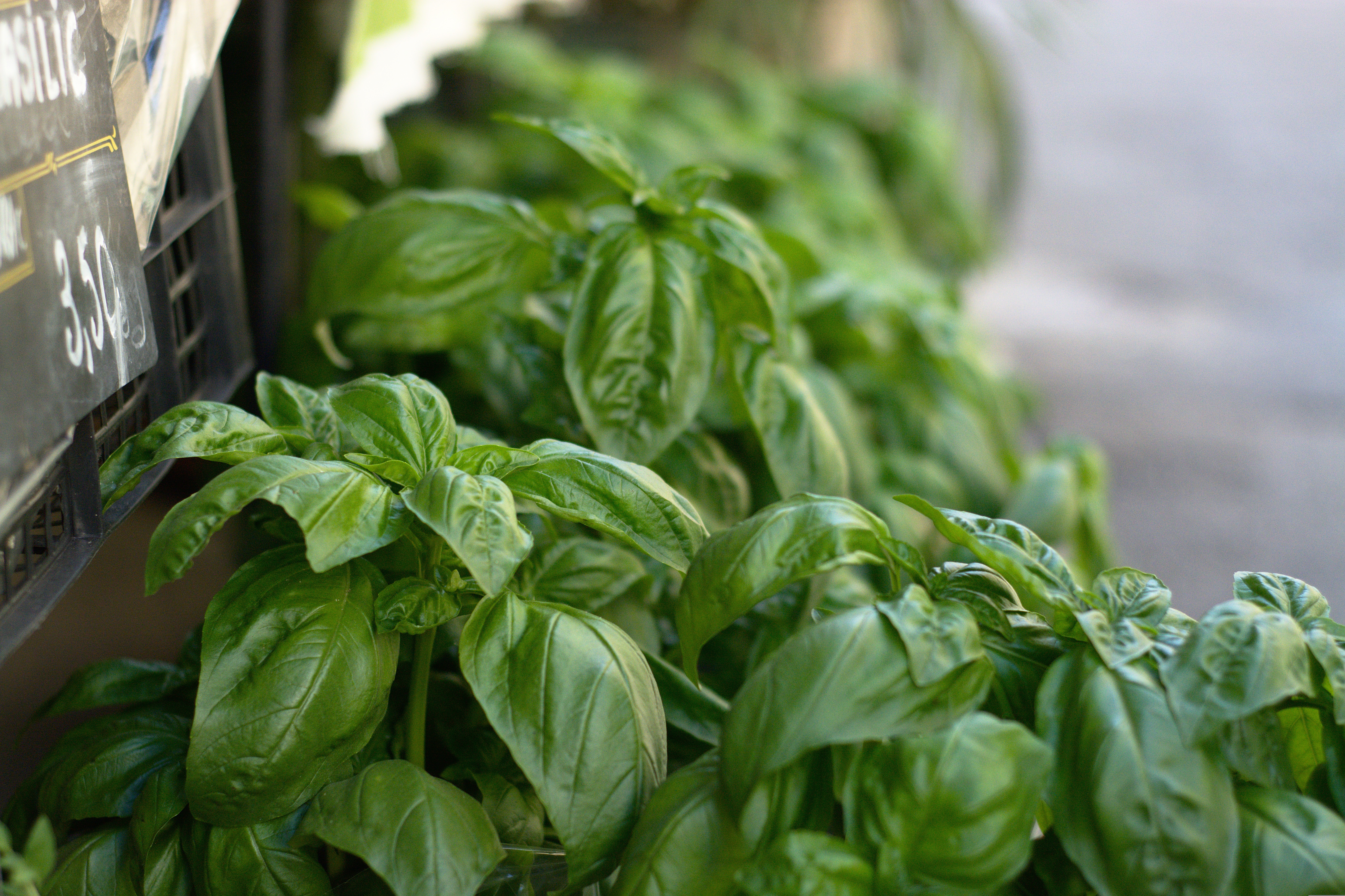 briceisme-basil-2694552