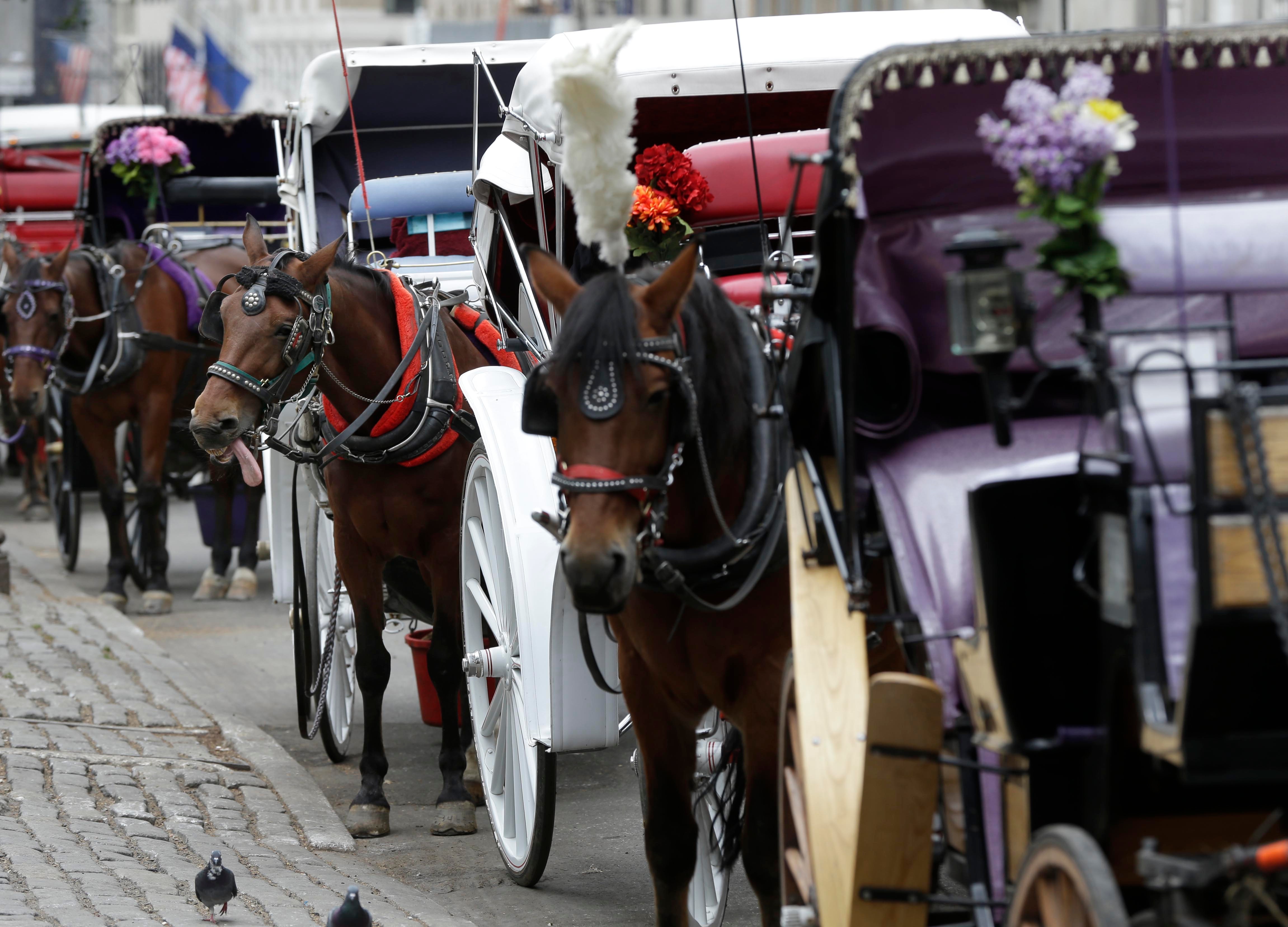 FILE - Horses and carriages wait for customers on Oct. 23, 2013, near Central Park in New York. (AP Photo/Seth Wenig, File)