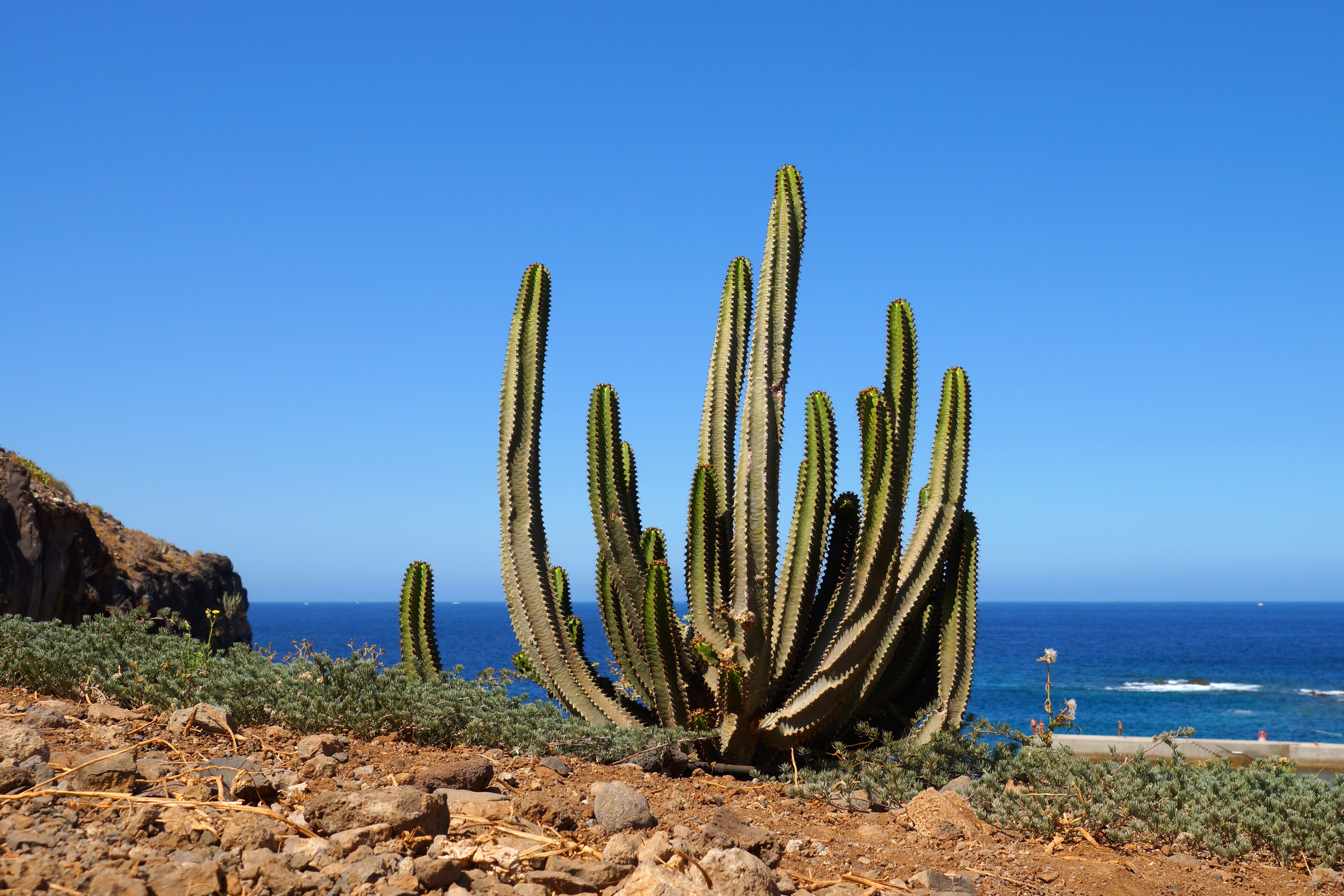 rhae-tenerife-782267
