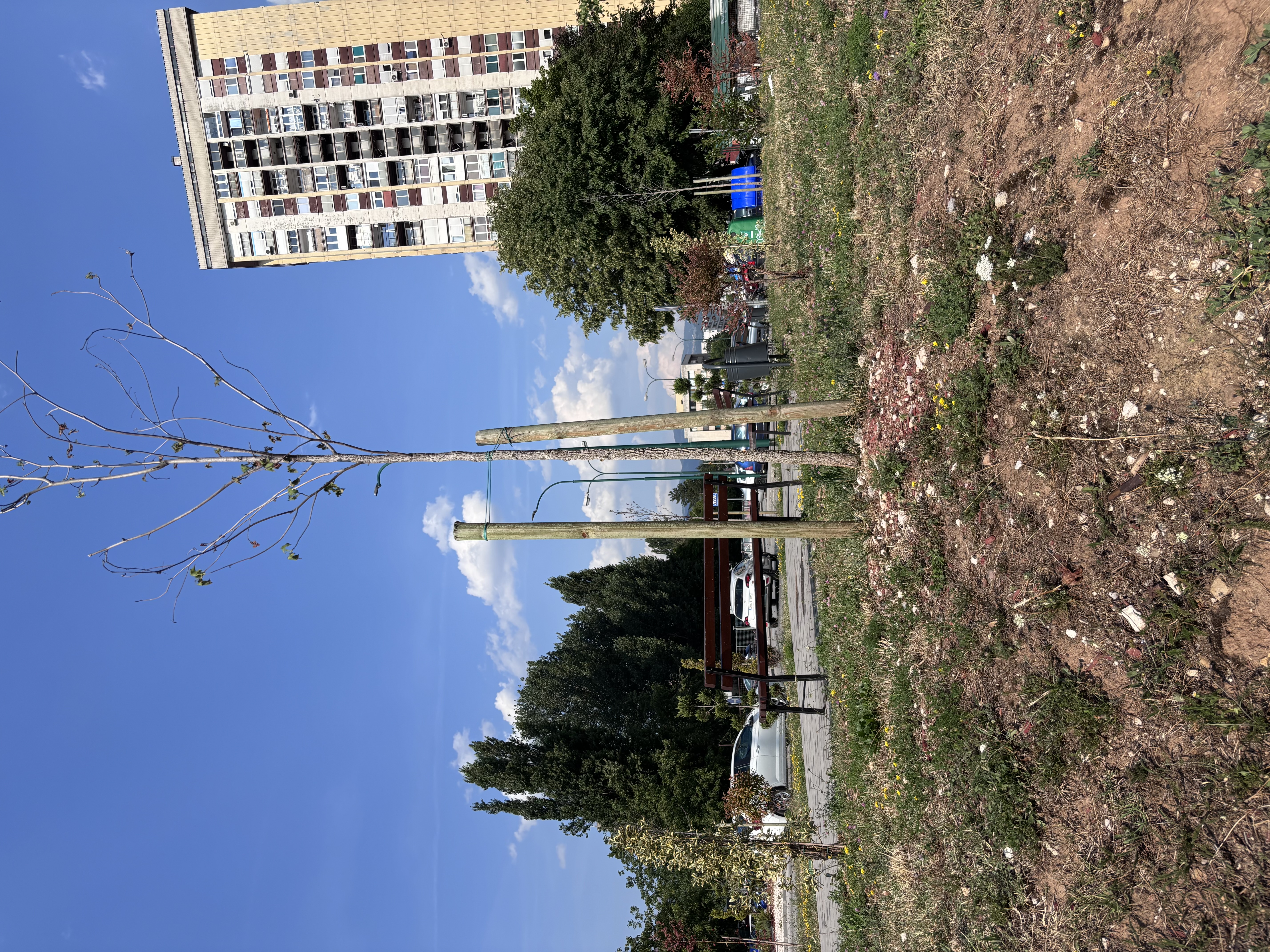 drveće-novo-sarajevo-IMG_0025.jpeg