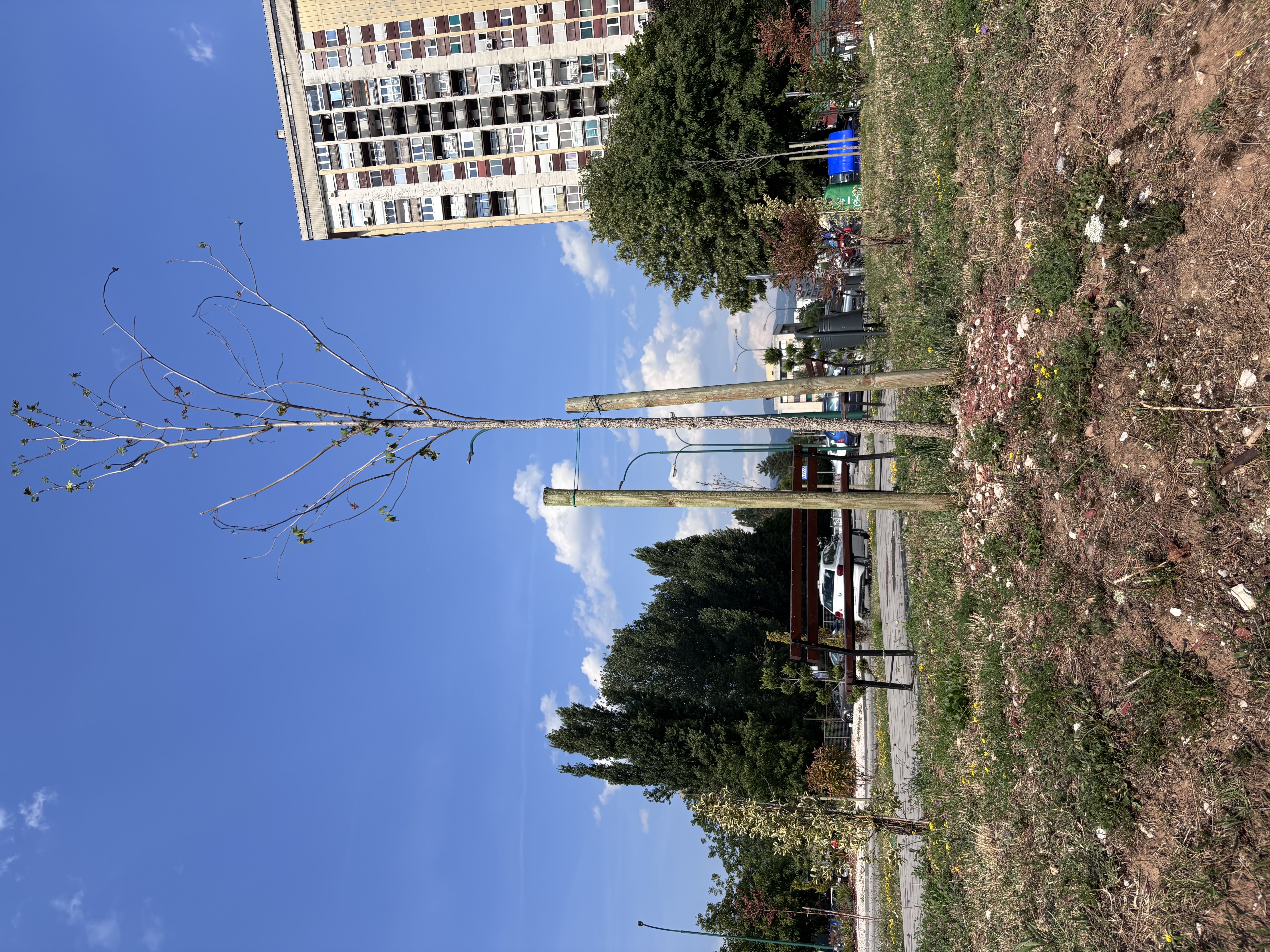 drveće-novo-sarajevo-IMG_0026.jpeg